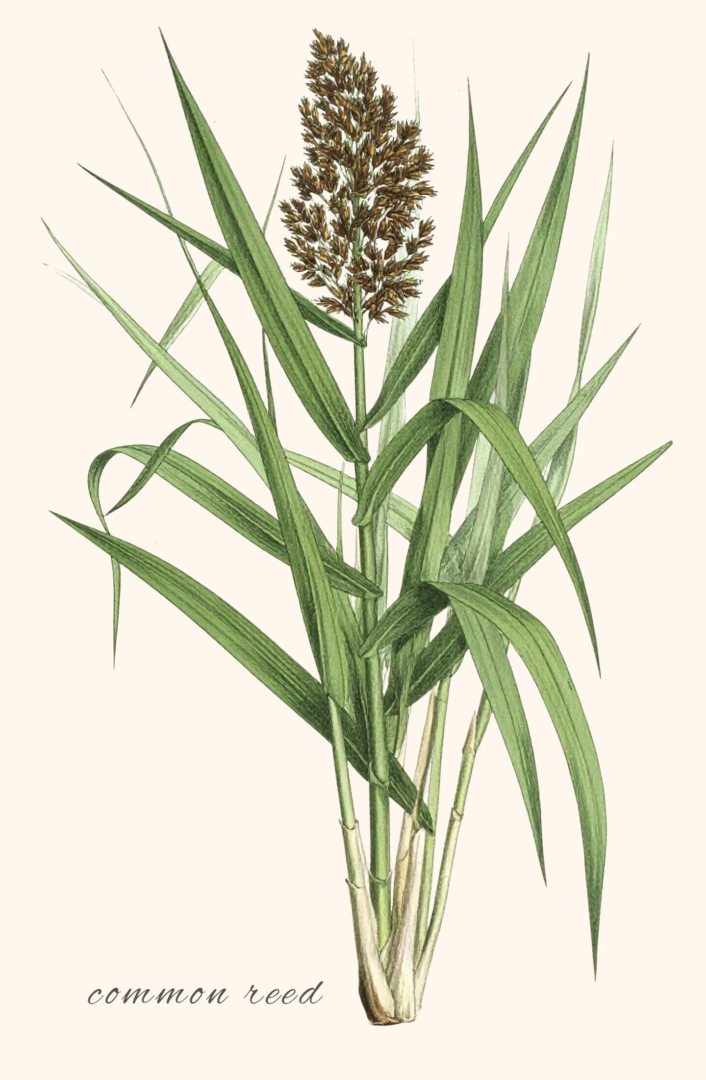 Common Reed.jpg