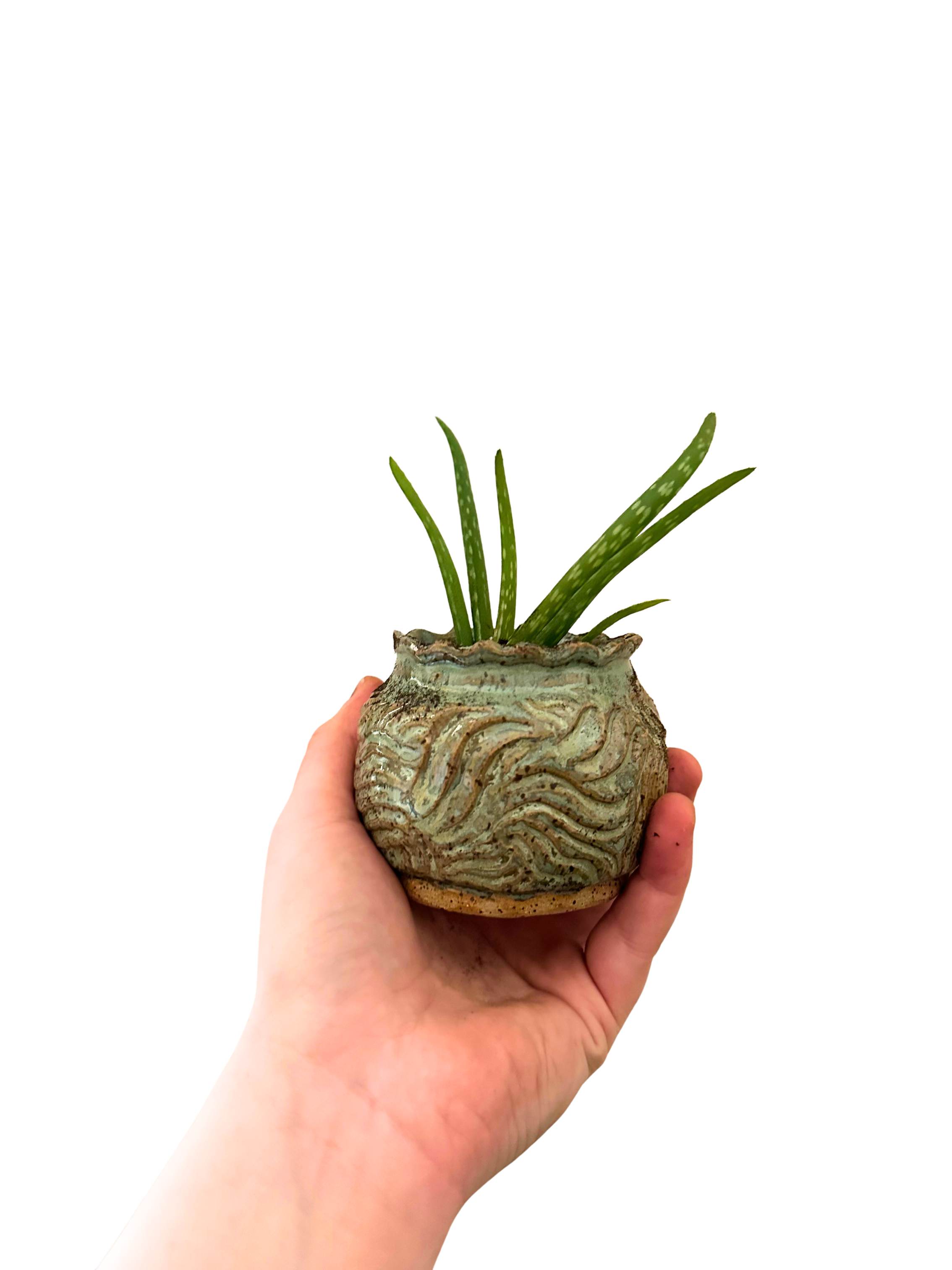 Untitled design-6.png