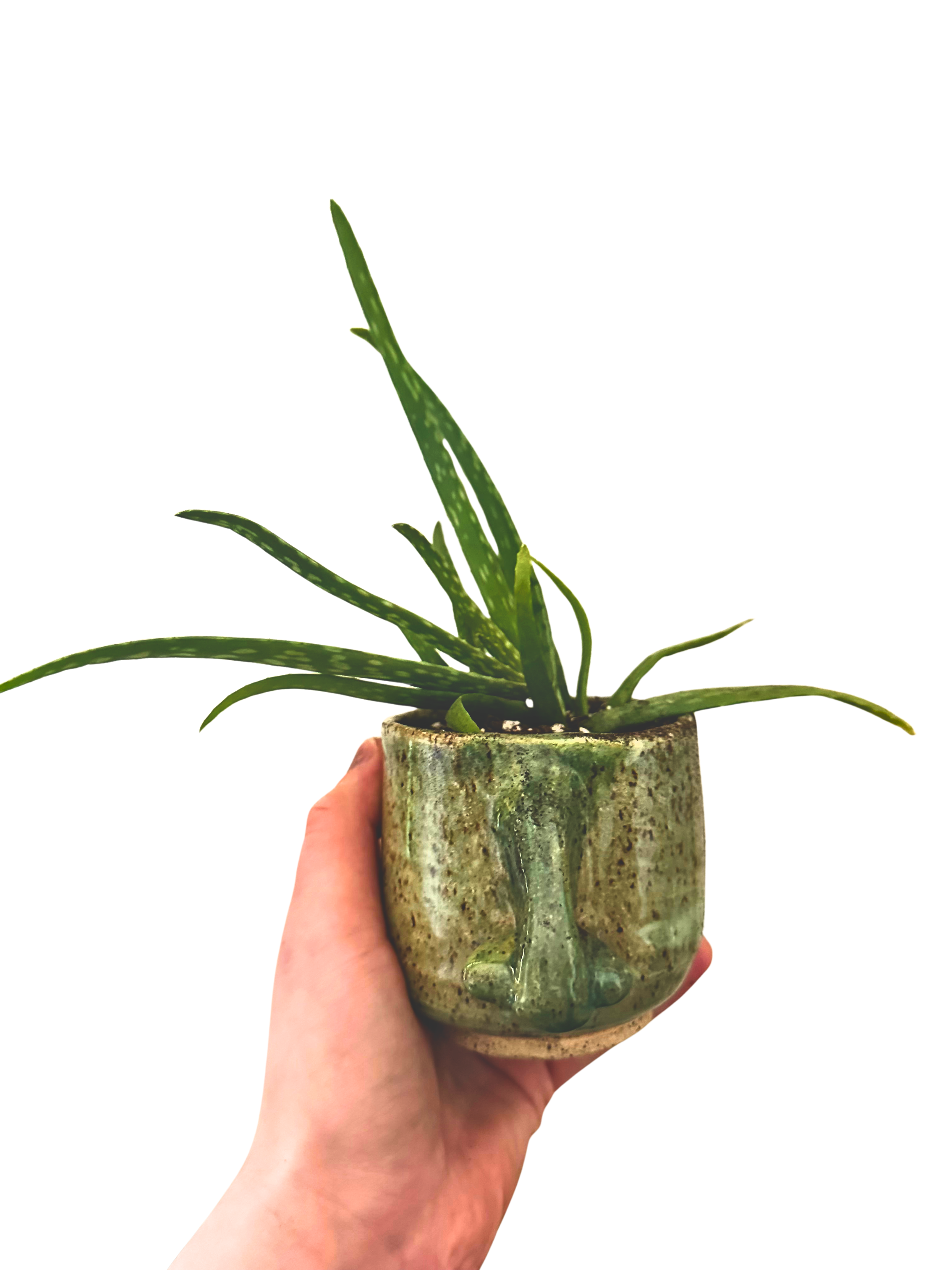 Untitled design-5.png