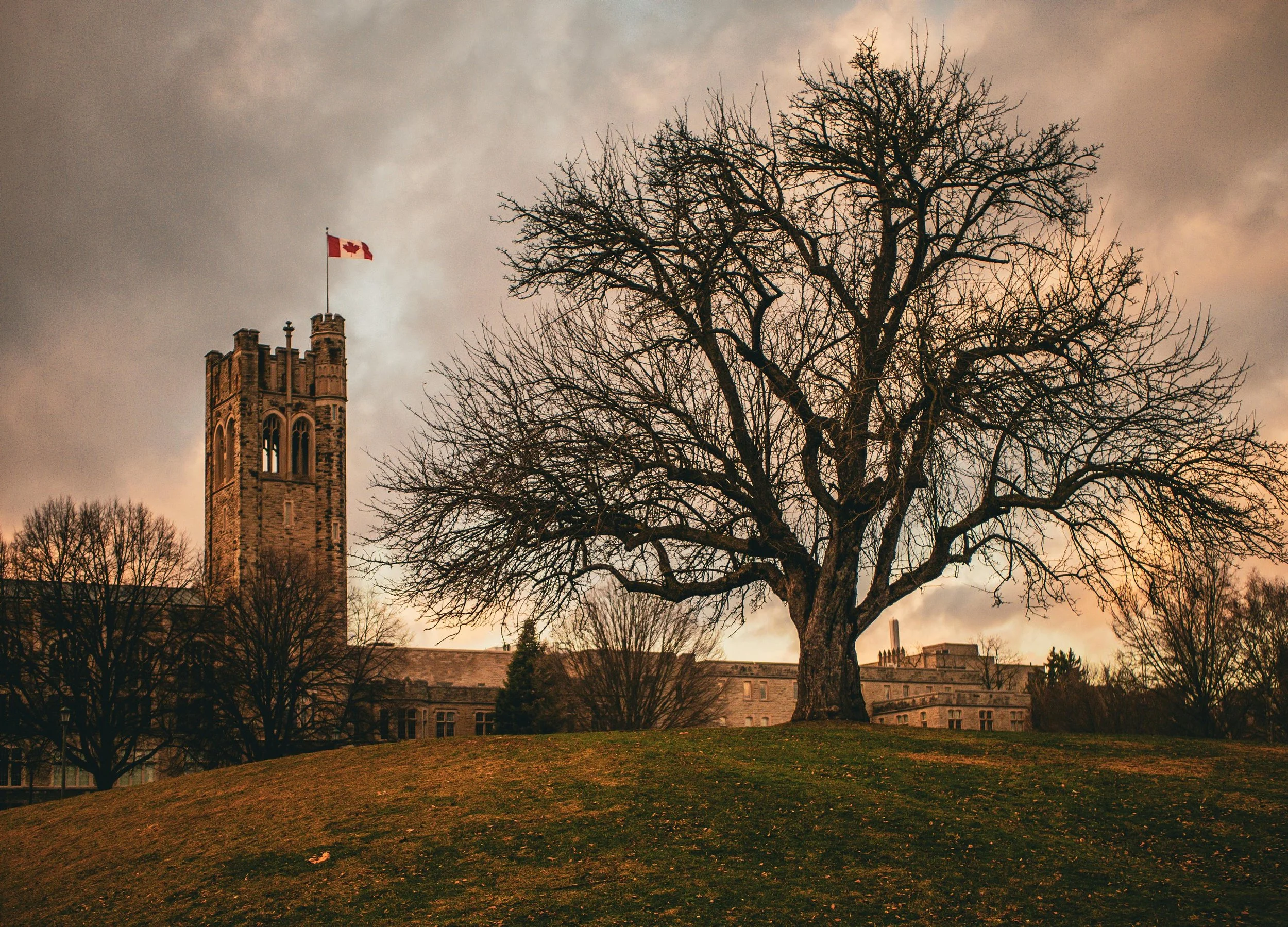 A large leafless tree on a grassy hill with a tall church tower with a Canadian flag in the background under a cloudy sky.