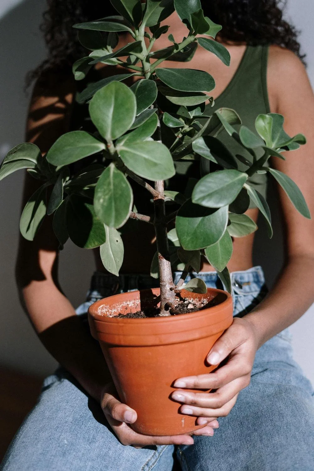 Person holding a potted green leafy plant in front of their chest, wearing a green sleeveless top and light blue jeans.
