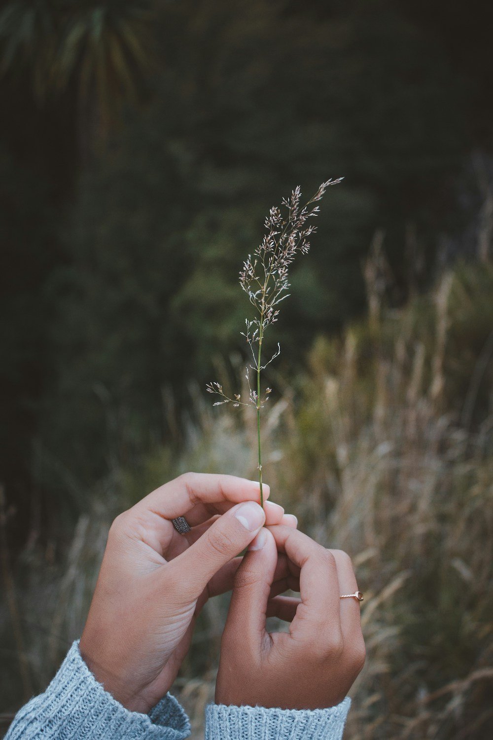 Hands holding a slender grass stalk with small seed clusters at the top, outdoors in a natural setting with blurred greenery in the background.