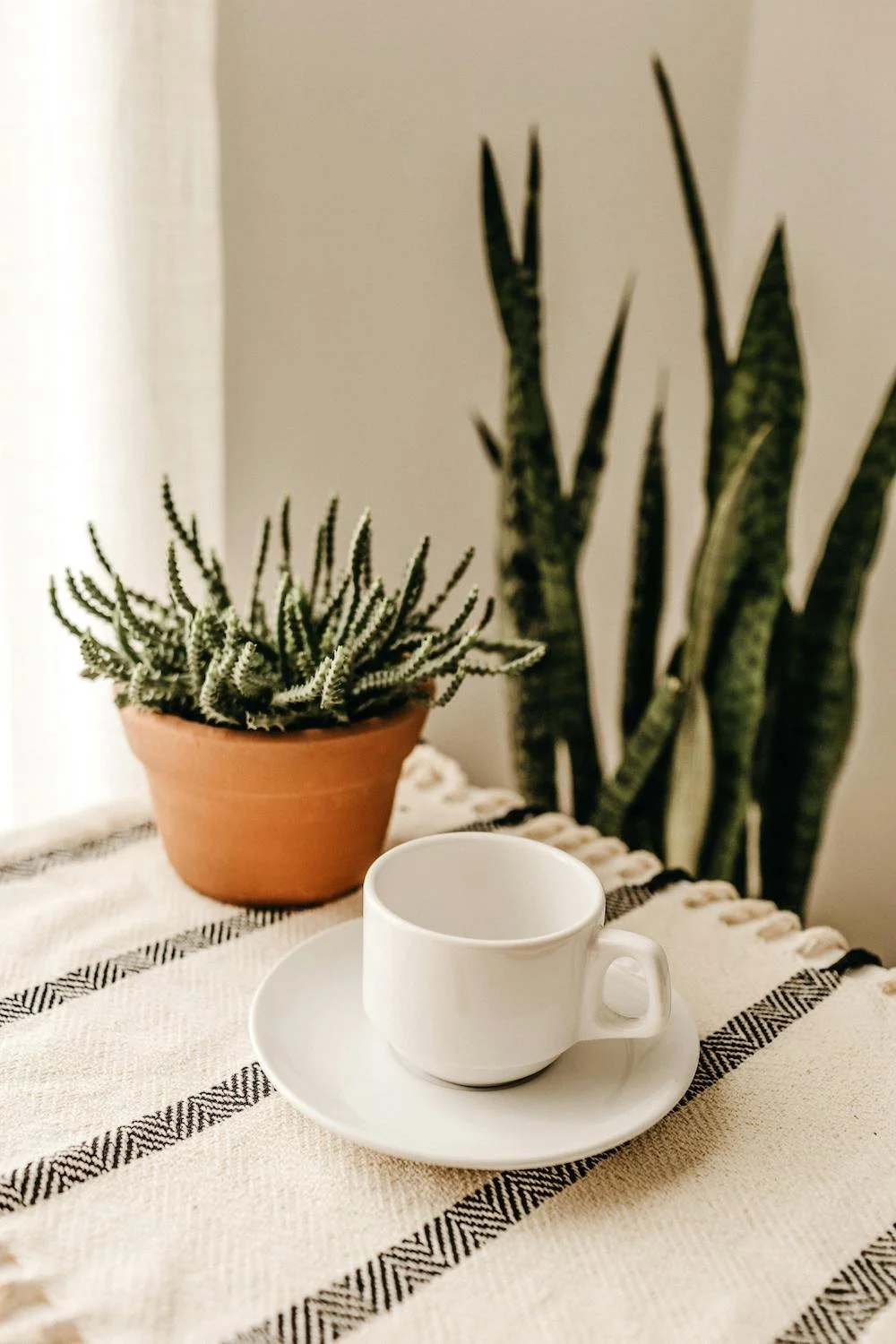 White coffee cup on saucer with potted cactus and snake plants in the background on a cloth-covered table.