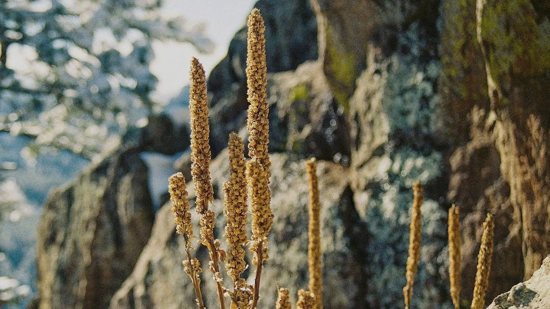 Close-up of brown wildflowers growing on a rocky mountain slope with snow and moss in the background.