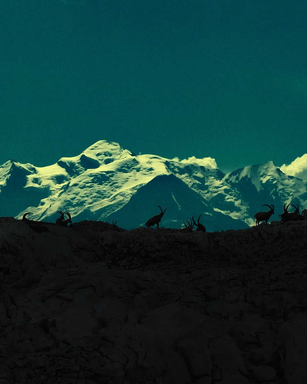 Silhouettes de bouquetins sur un rocher, face à un massif montagneux enneigé sous un ciel clair.