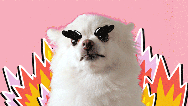 Dog with butterfly-shaped stickers on its eyes in front of a pink background with comic-style explosion graphics.