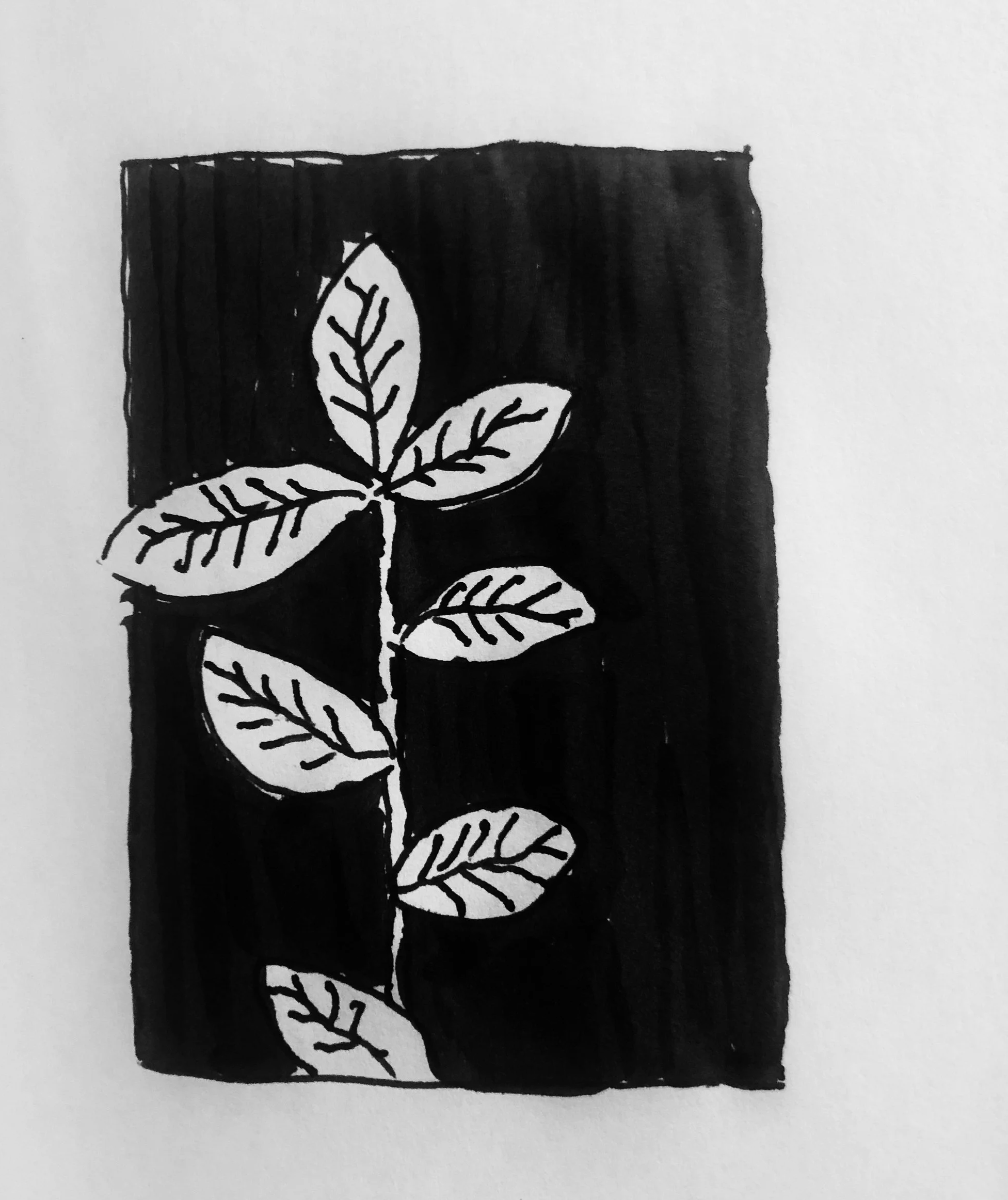 Schwarz-weiß Zeichnung eines Pflanzengriffs mit mehreren Blättern vor einem schwarzen Hintergrund.