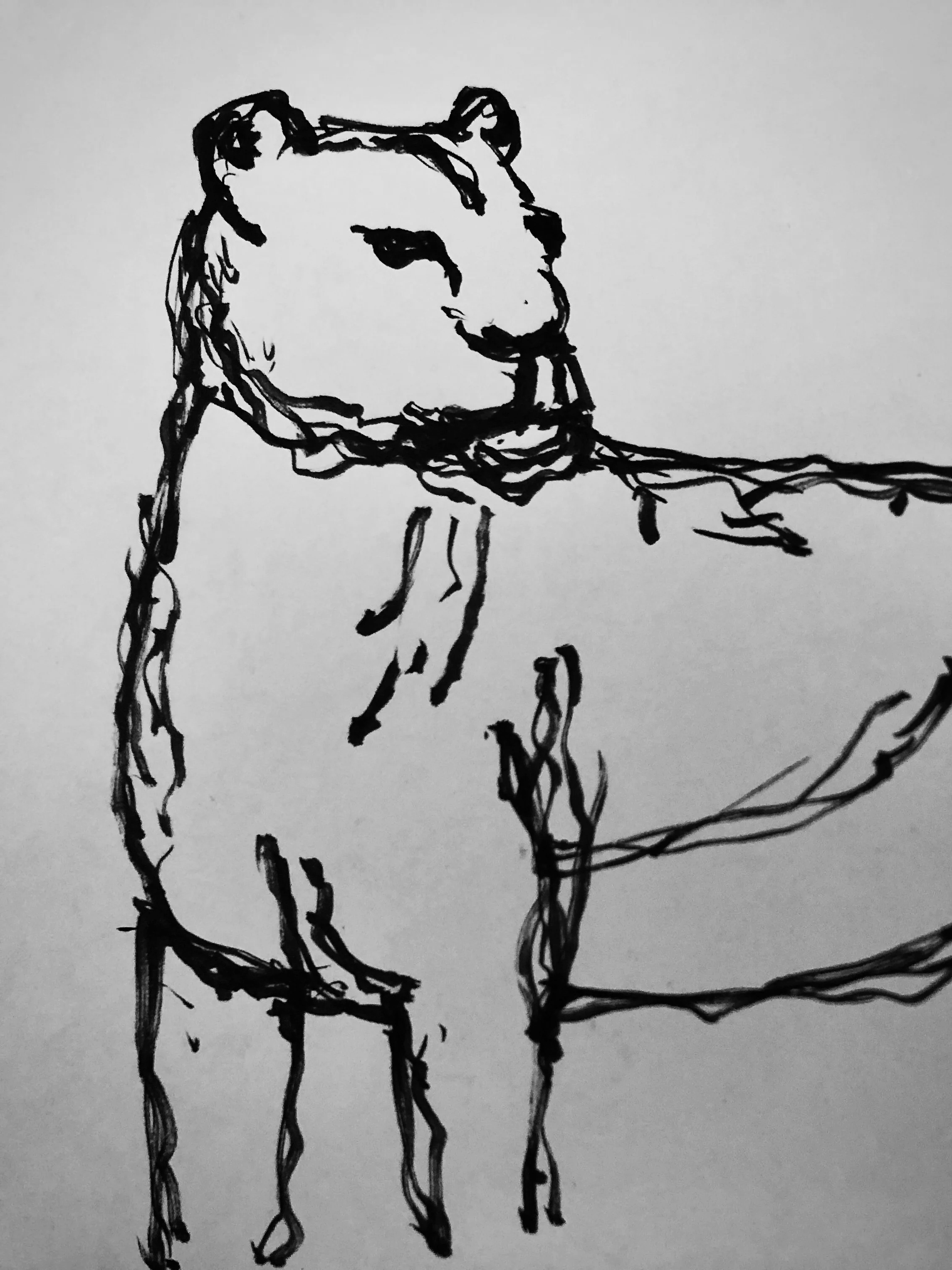 Schwarze Skizze eines Löwen, mit markantem Gesicht.