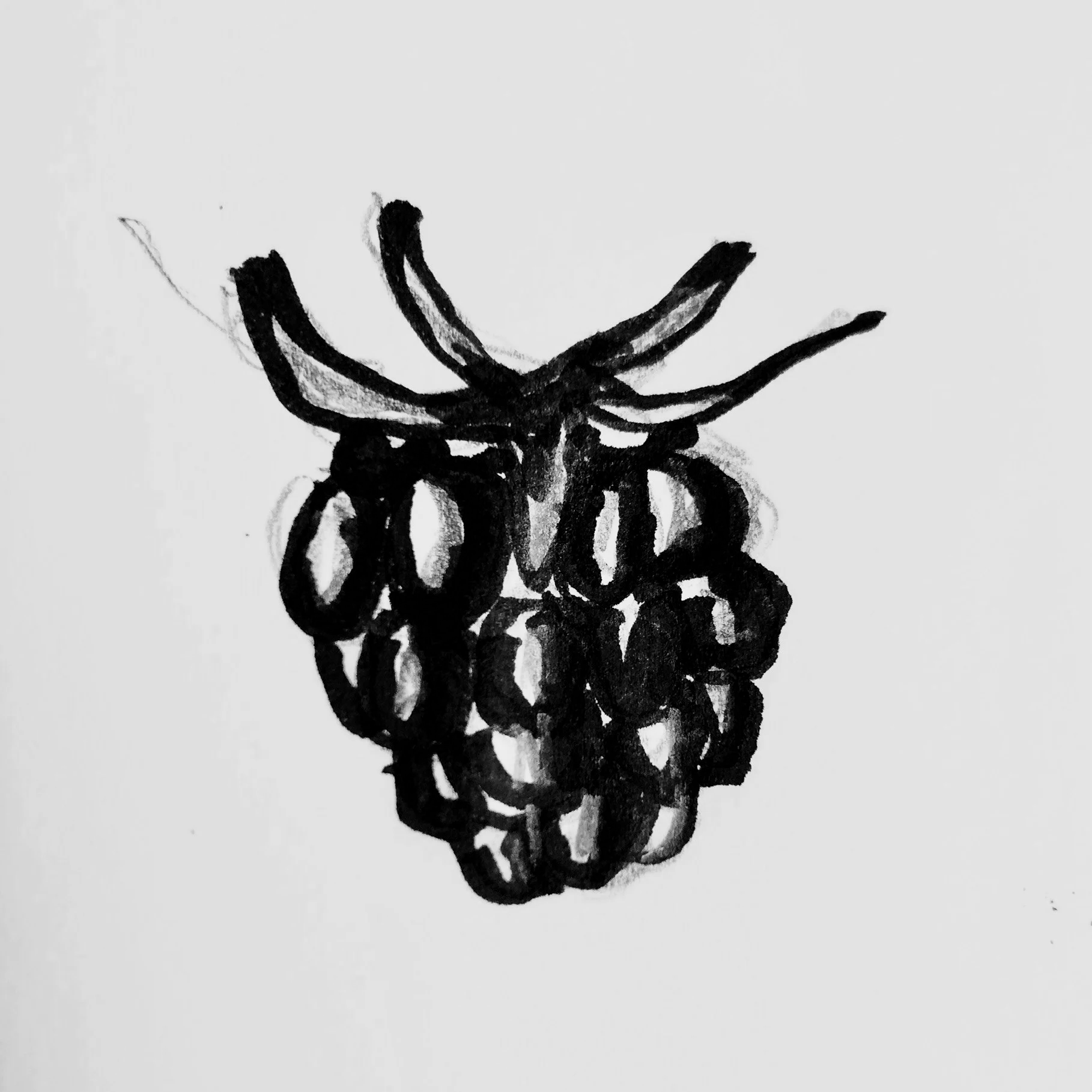 Schwarzweiß-Zeichnung einer Himbeere.