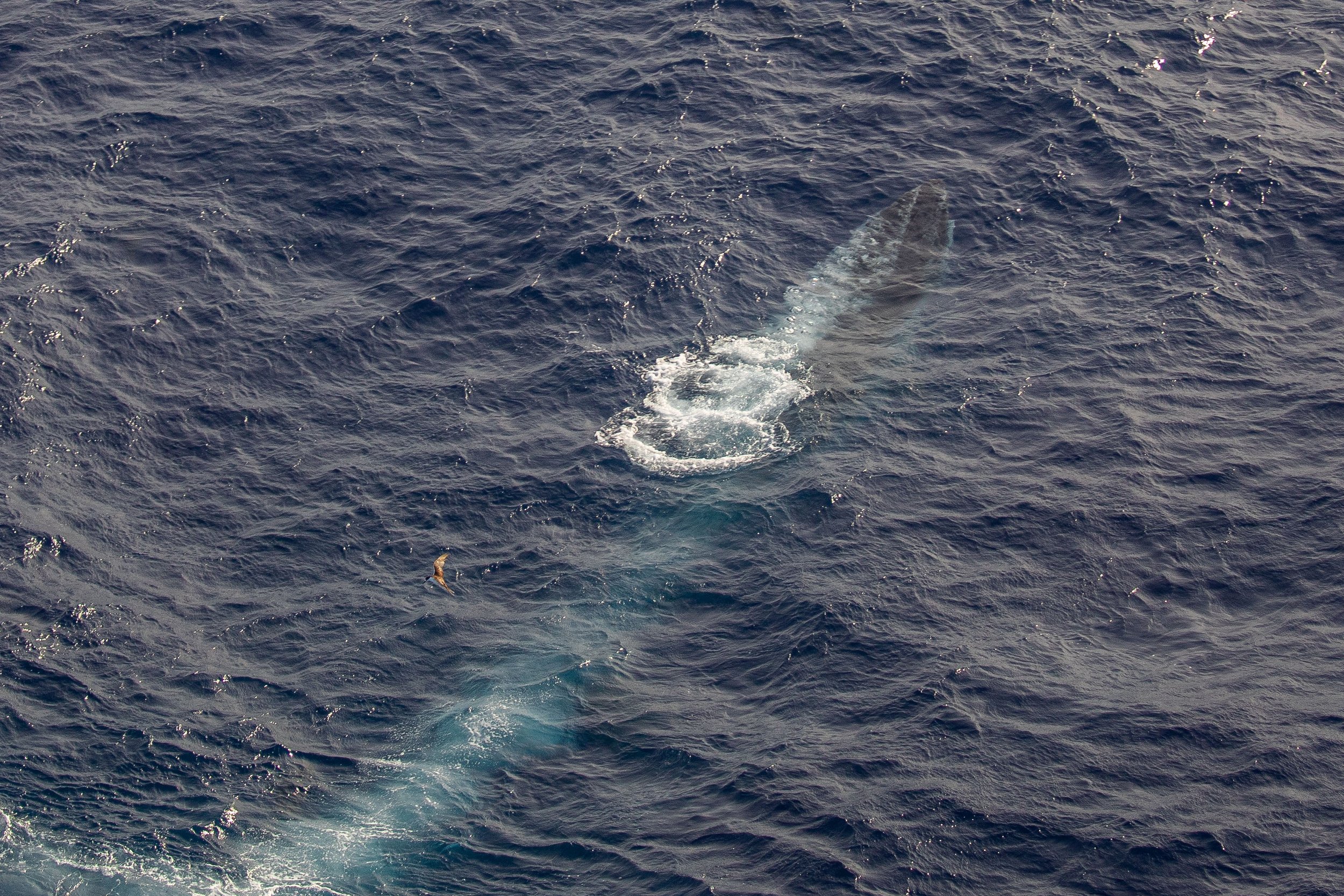 Bellenbaan van een Bryde's walvis 
