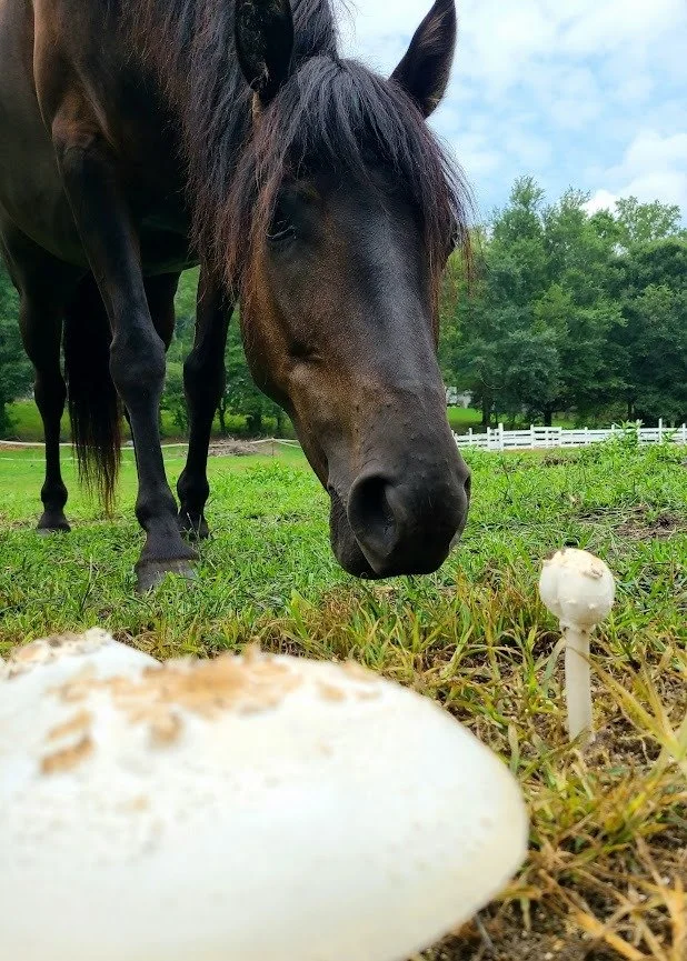 Health blog - Button, the cute blac horse is sniffing a mushroom that popped up in her pen