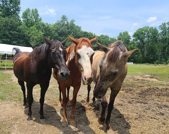 Rockin Healthy Vibes - visit your happy place or volunteer to reduce stress