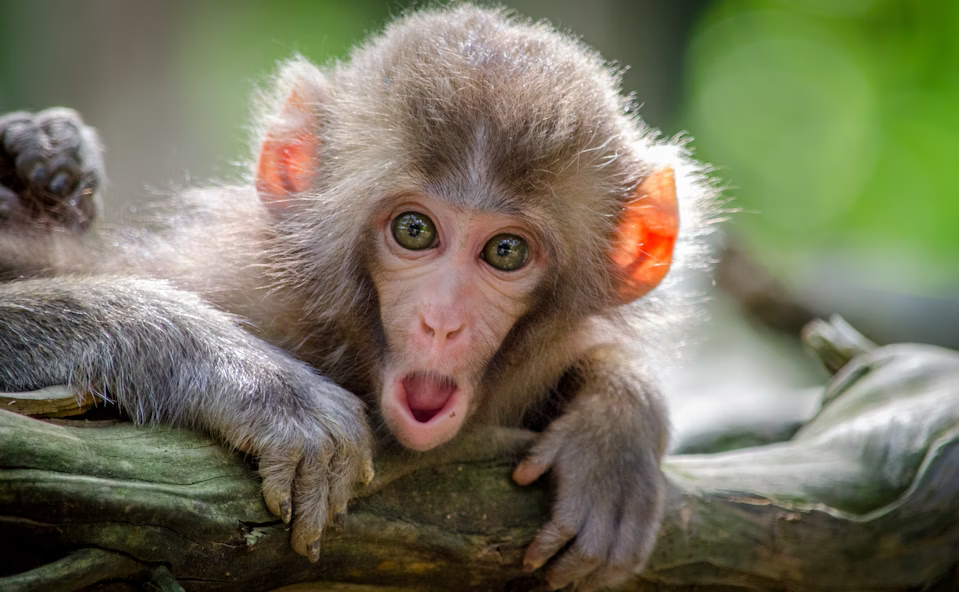 Rockin Healthy Vibes - animals & food are healing, a cute monkey acts surprised