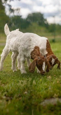 The Laughing Goats - 2 goats representing mom & daughter