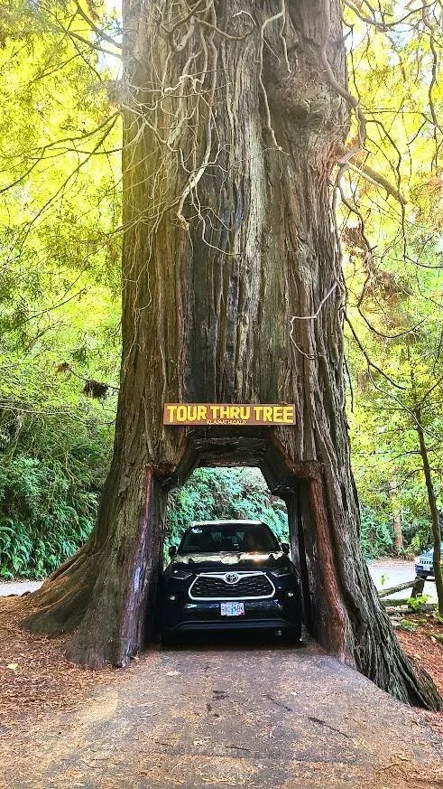 N. Coast CA travel blog - in Klamath you can drive thru a redwood tree