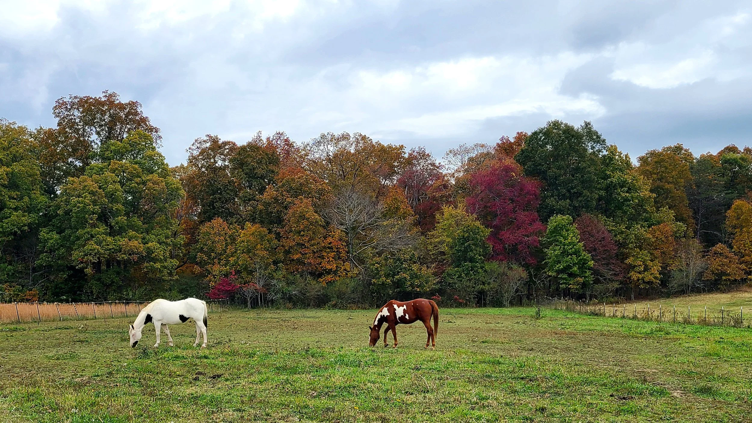 Health blog - Rio the brown & white horse & Grace the black & white horse are great companions who provide healing just by being with you