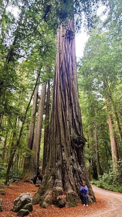 N. Coast CA travel blog - sitting under the giant living redwood trees in Jedidiah Smith Redwood Park