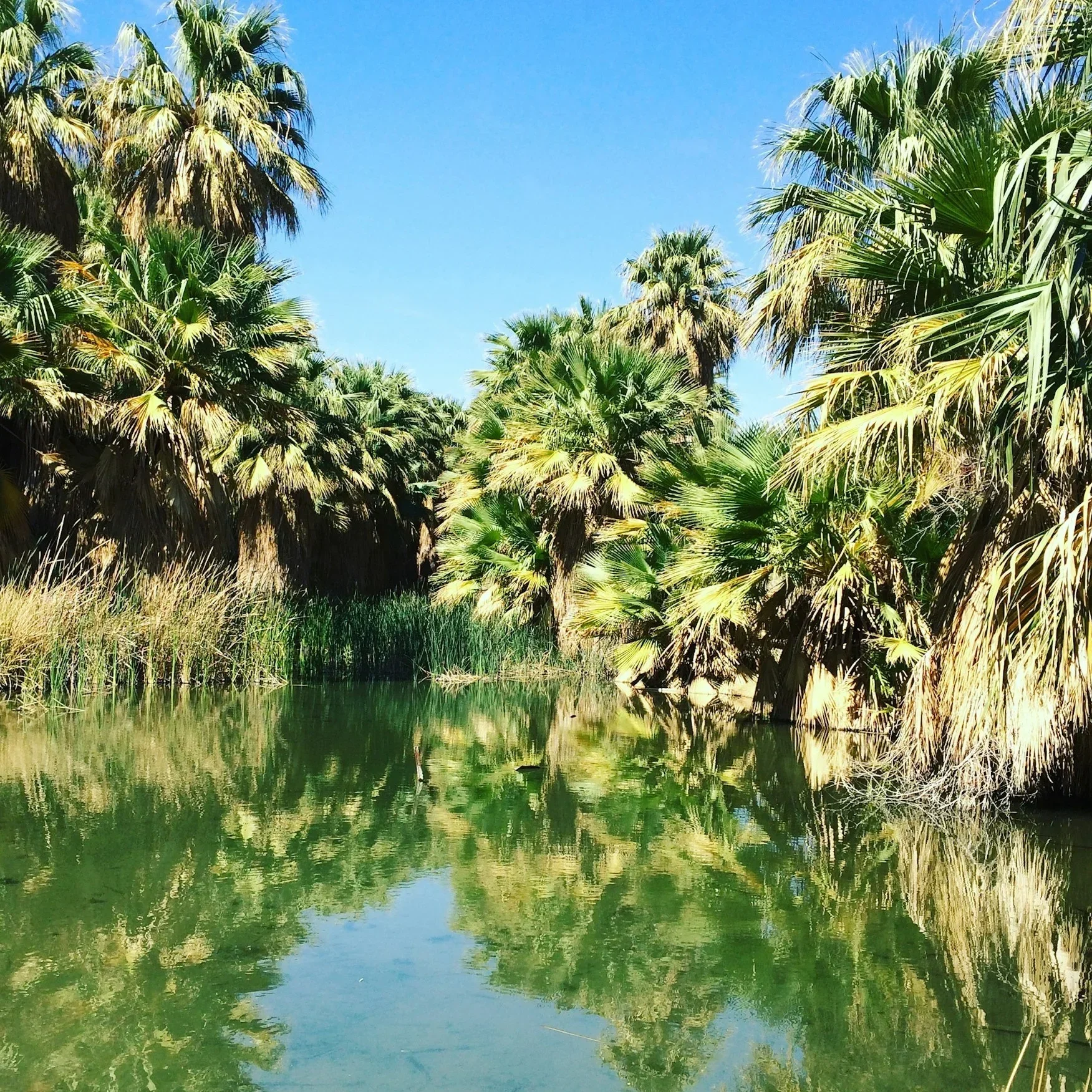 Palm Springs travel blog - underground water rises to the surface to make the Thousand Palms desert oasis