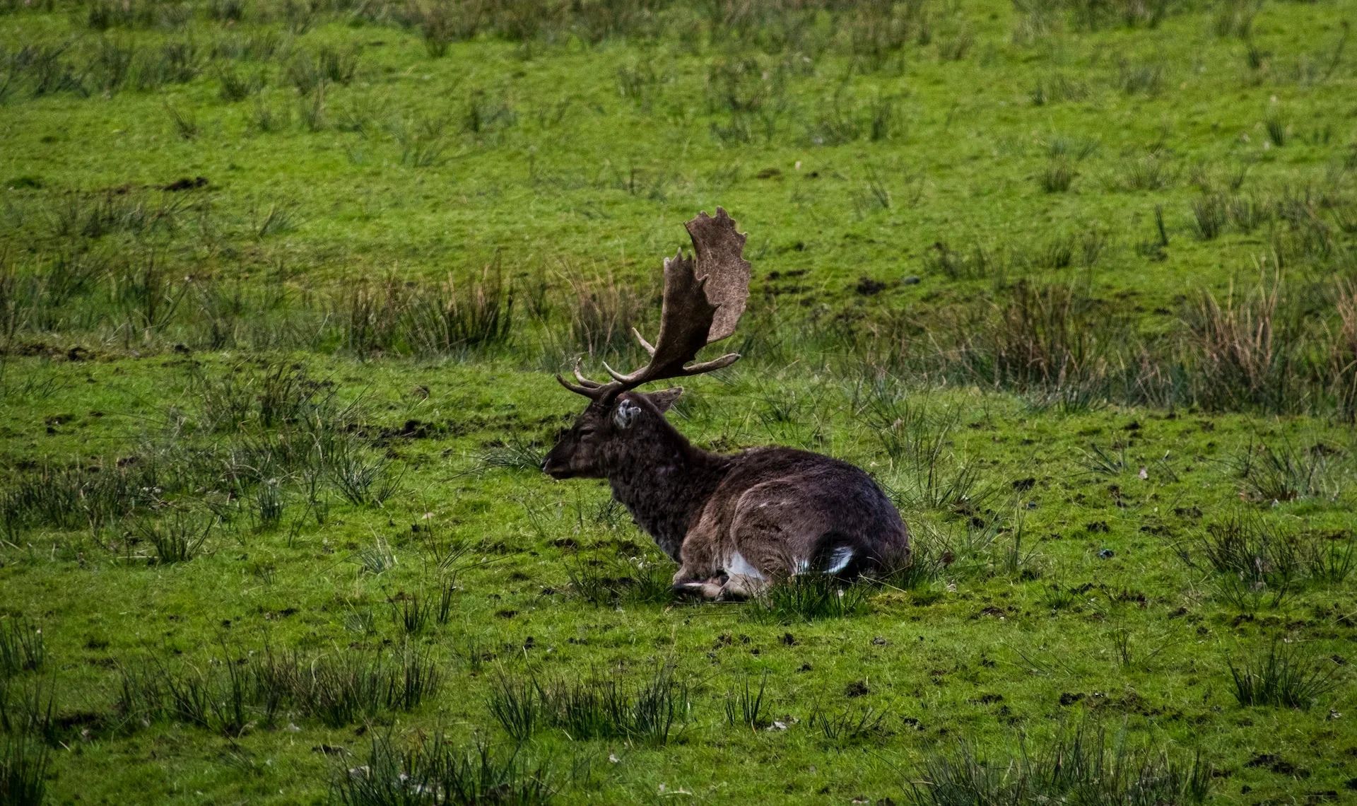 N. Coast CA travel blog - an elk laying down in Elk Medow in Redwood National Park