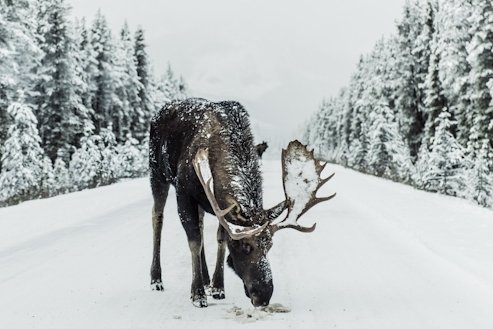 Alaska - a moose on the loose walking across the road, it's a 1,500 pound wildlife giant