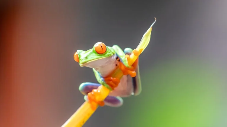 Rockin Healthy Vibes - a frog on a stem saying "hello.  just hanging around waiting for you to share me".
