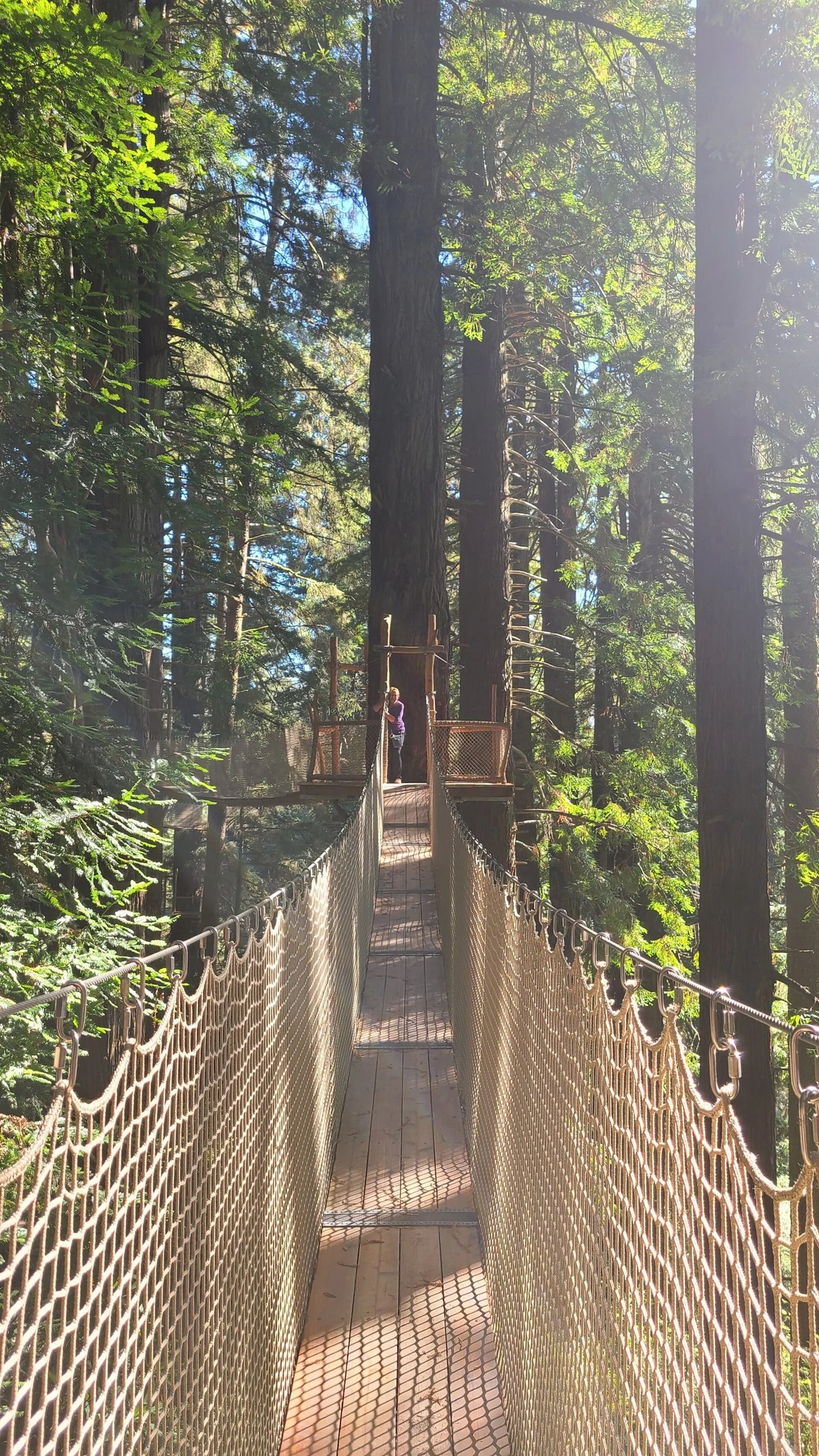 N. Coast CA travel blog - the Redwood Canopy trail in Trees of Mystery