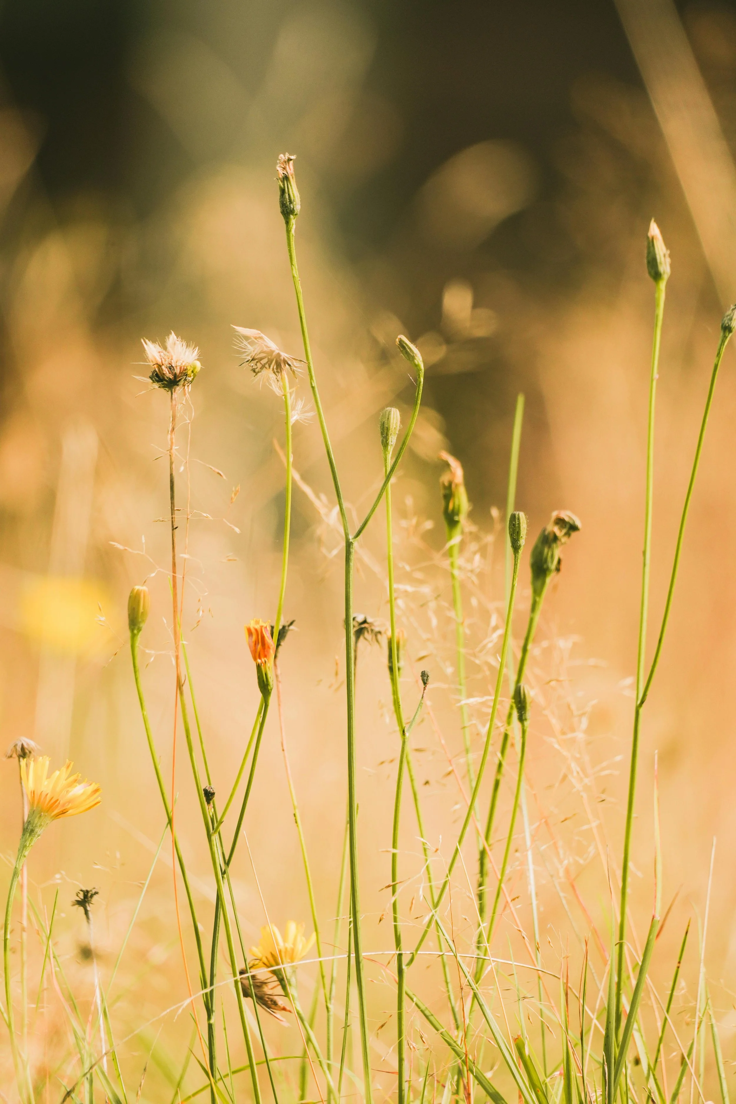 Types of Boundaries Across Cultures