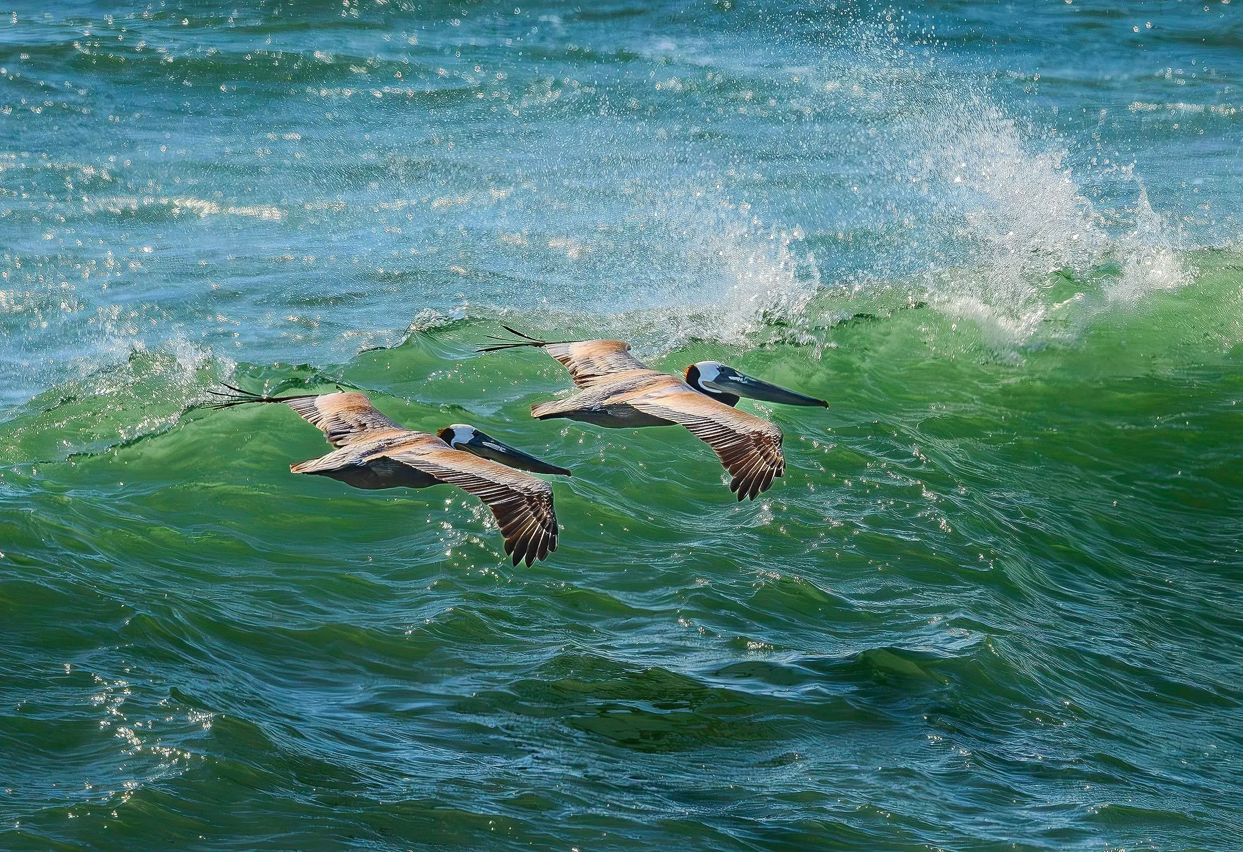 Brown+Pelicans+in+Flight+ddload-2.jpg