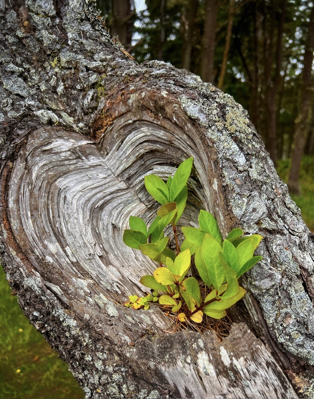 Somewhere at Shore Acres State Park