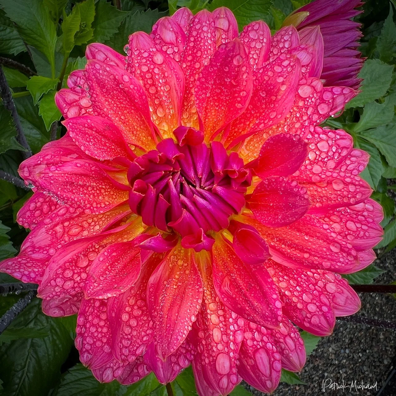 A dew covered dahlia at Shore Acres State Park