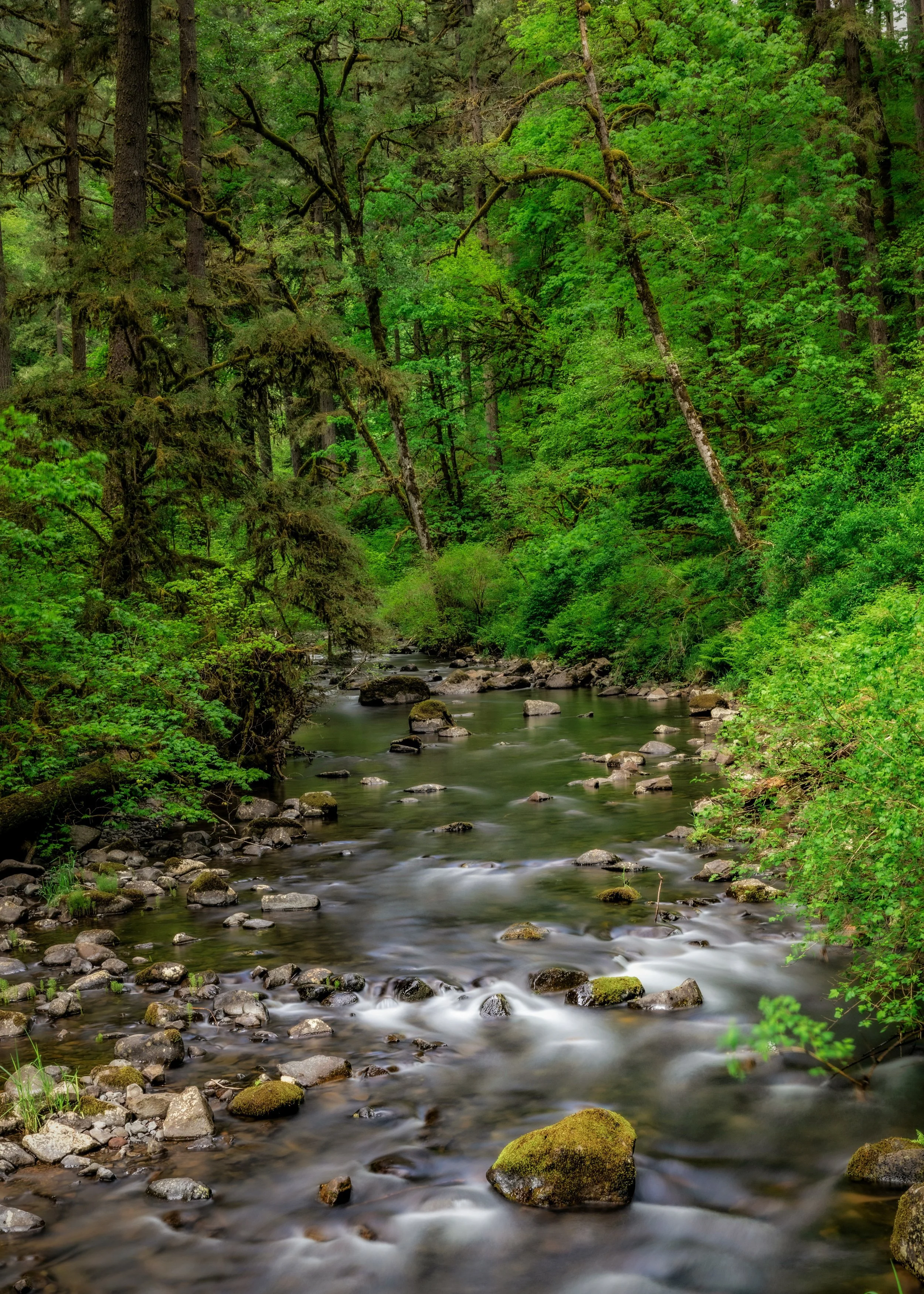 Silver Creek at Silver Falls State Park 