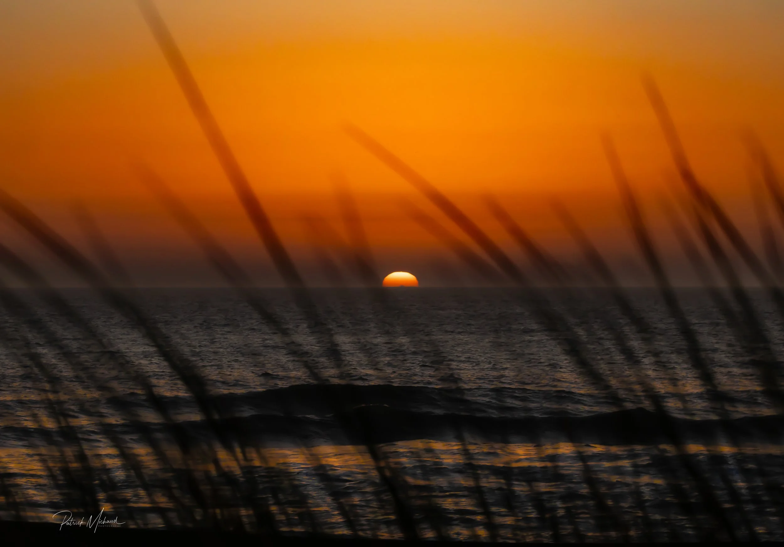 Sunset Sea Grass.jpg