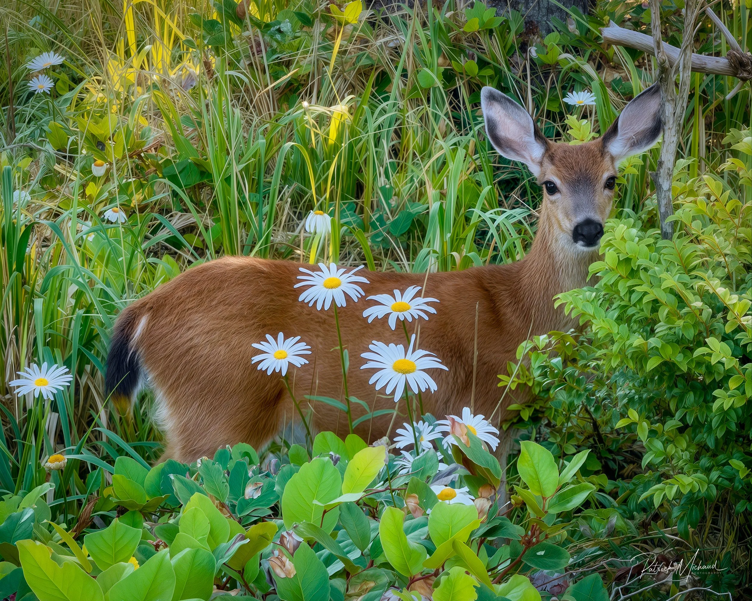 The Daisy Deer