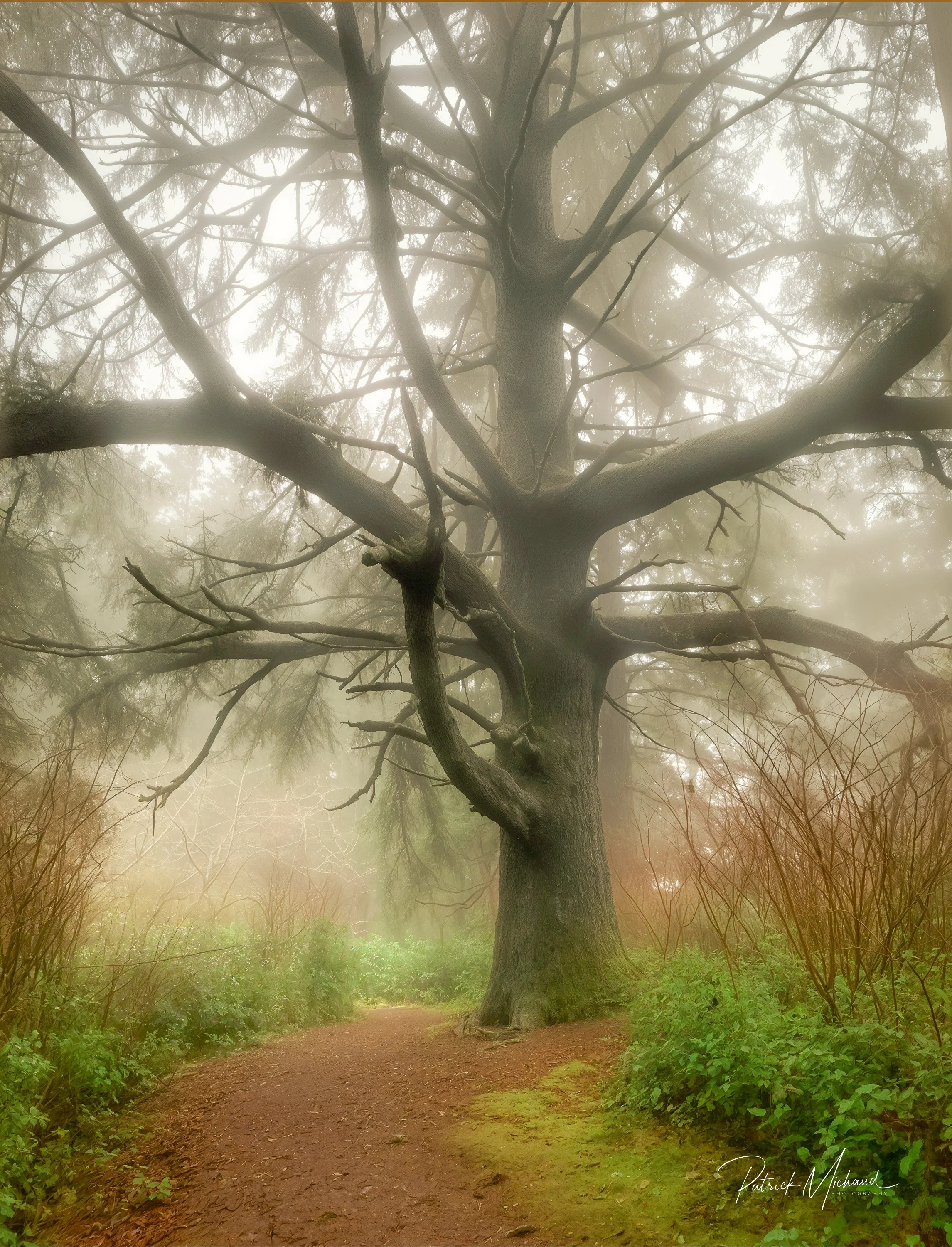 The Big Spruce at Shore Acres State Park
