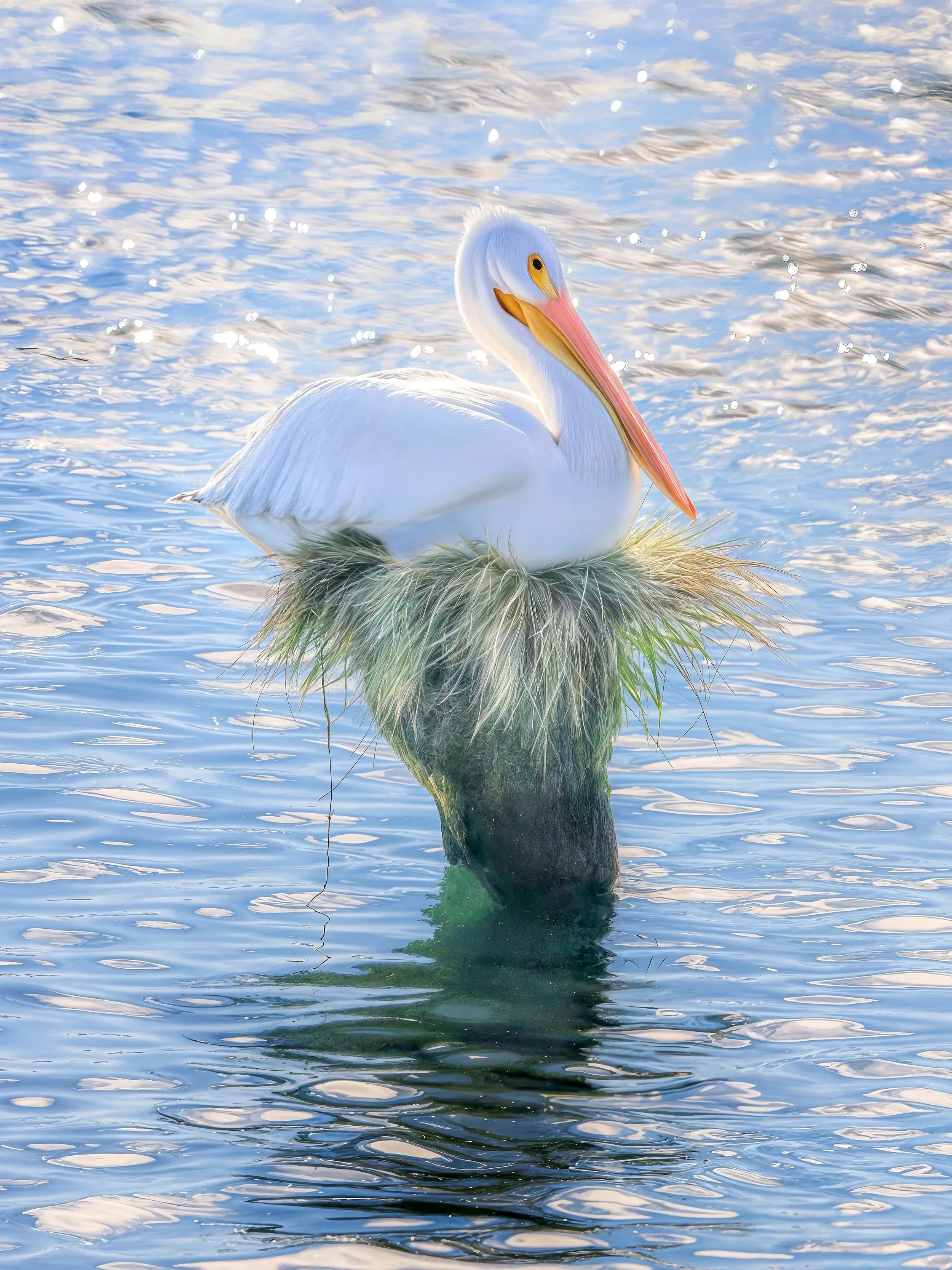 An American White Pelican in Young's Bay Astoria, Oregon