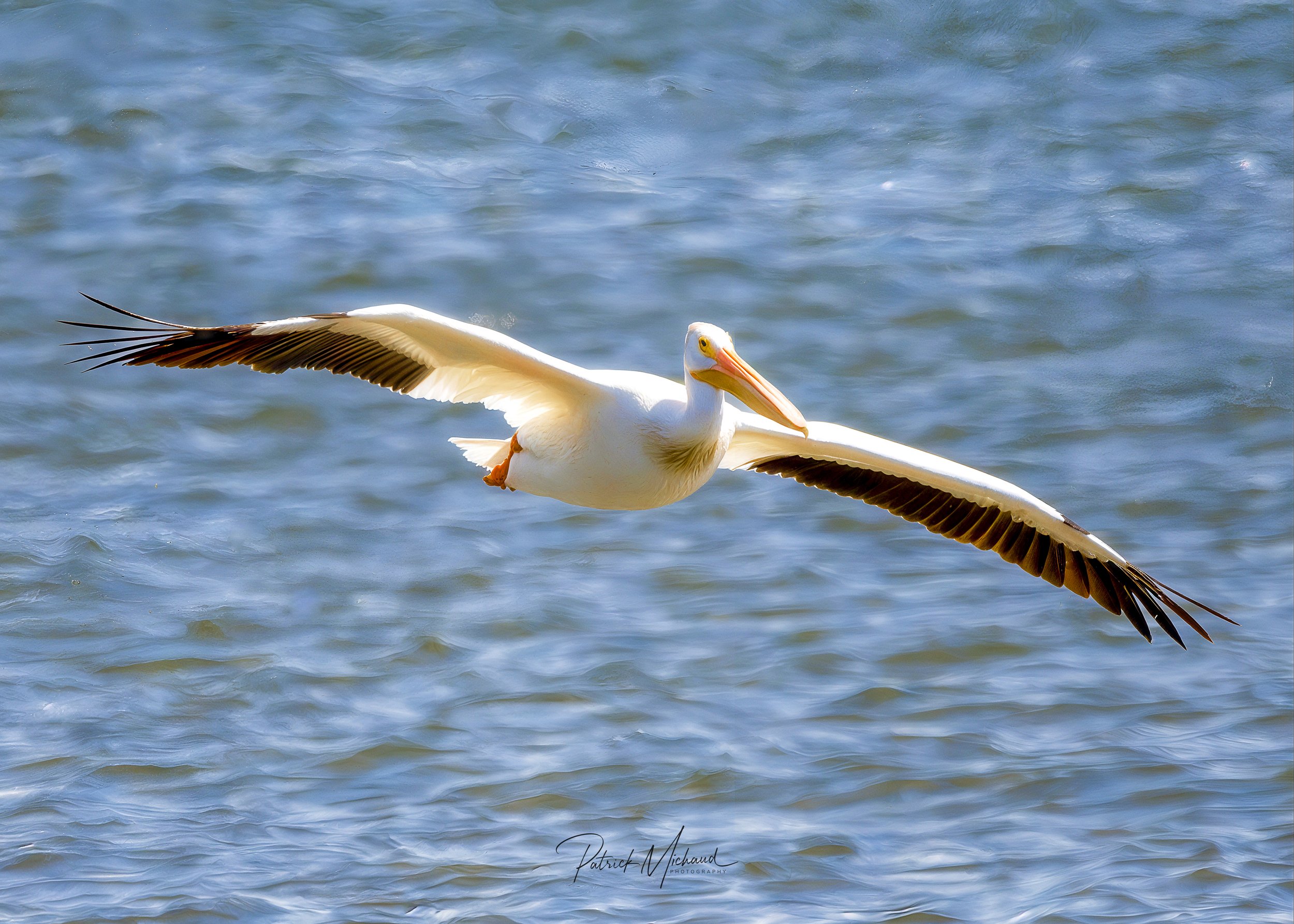 white pelican in flight.jpg