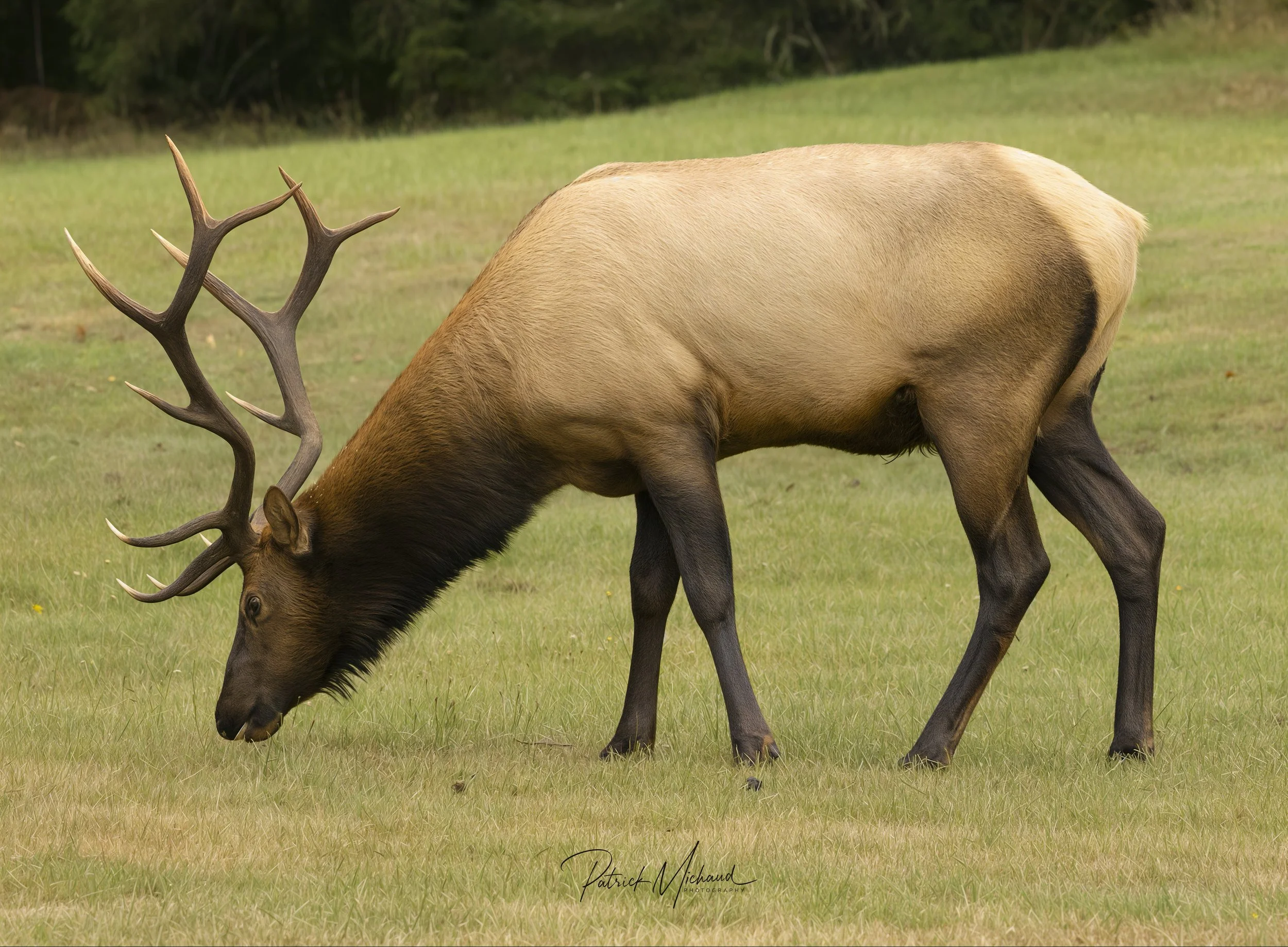 Elk