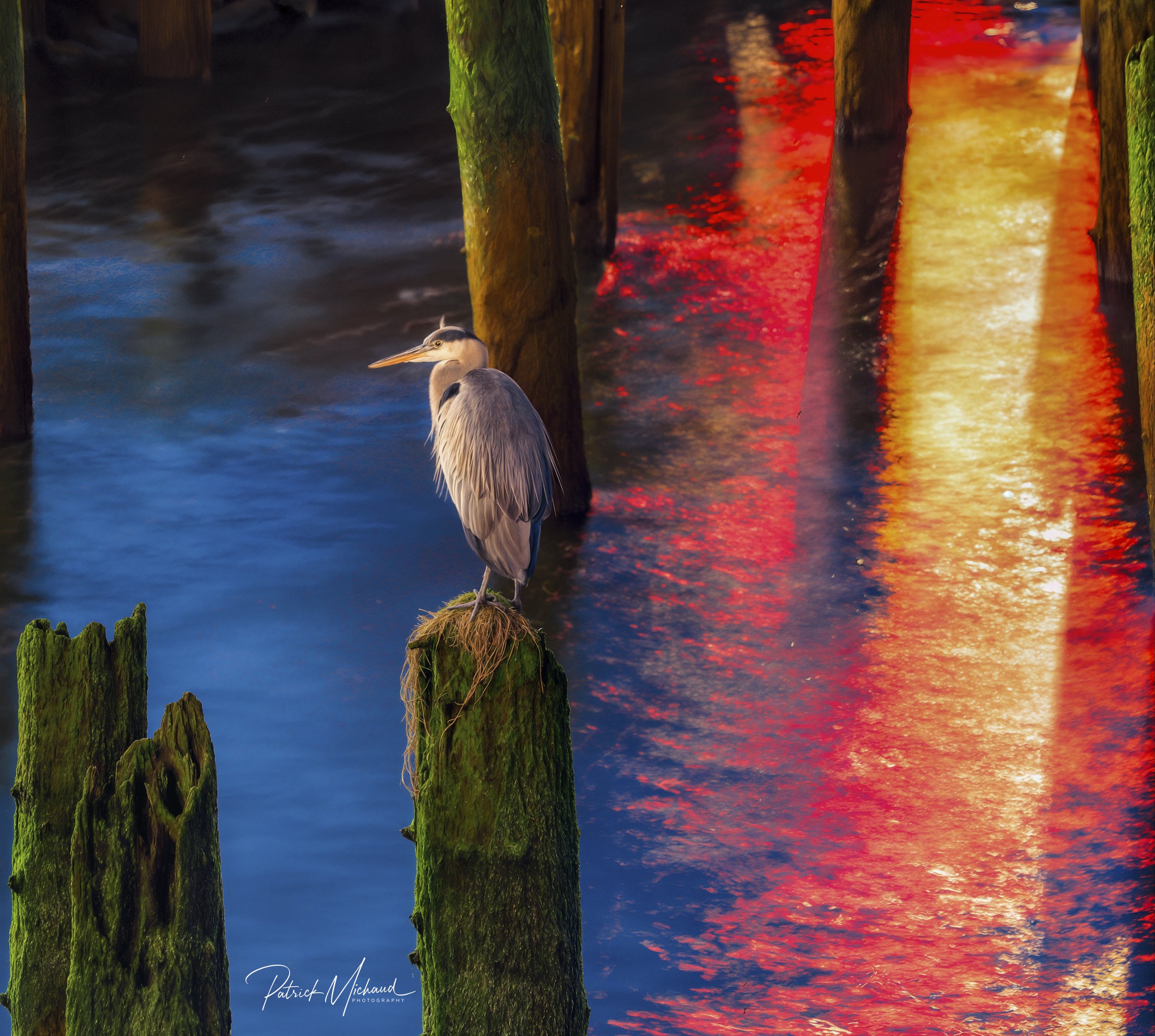 A Great Blue Heron on the Astoria Waterfront 