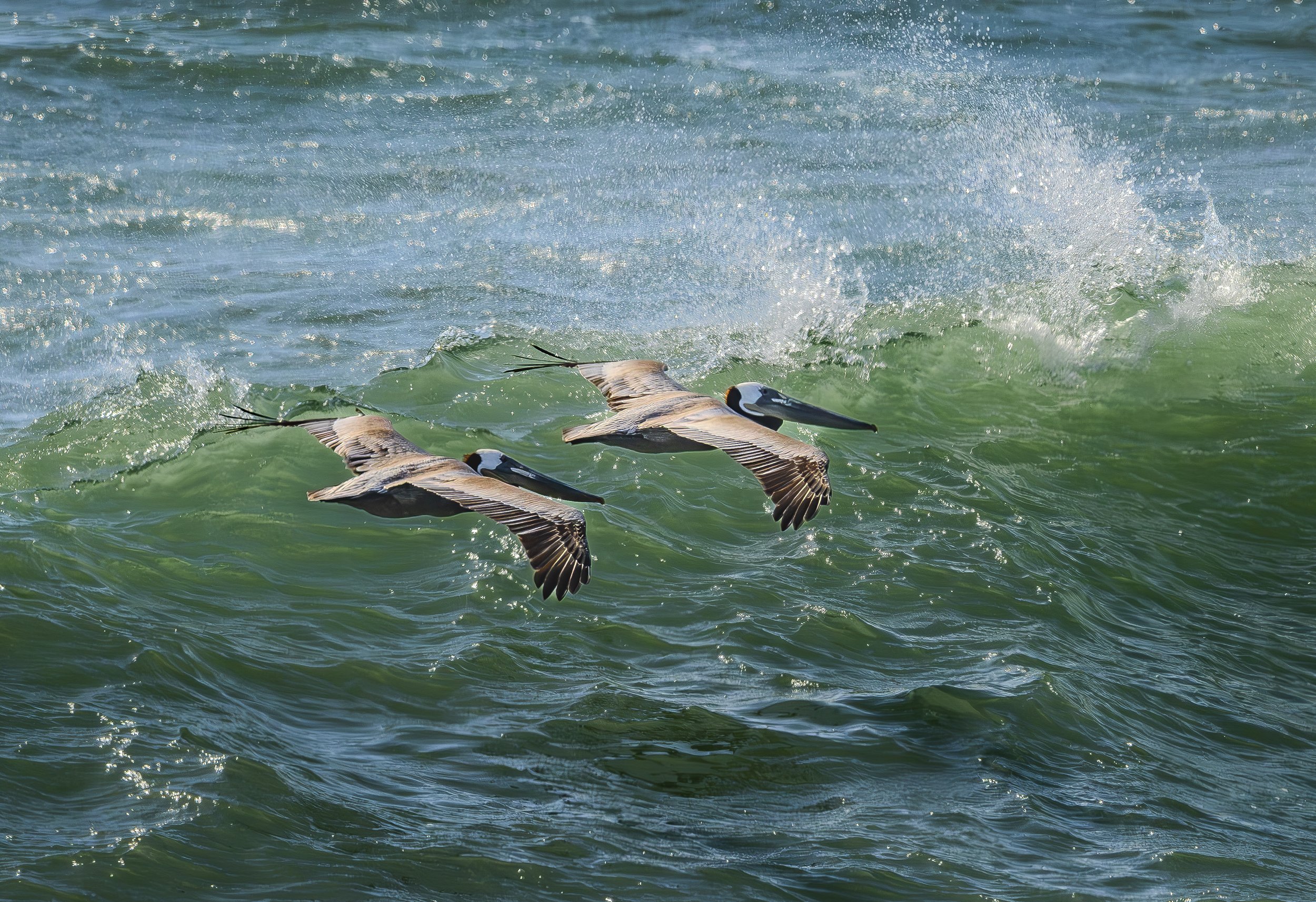 Brown Pelicans Gliding Over the Waves