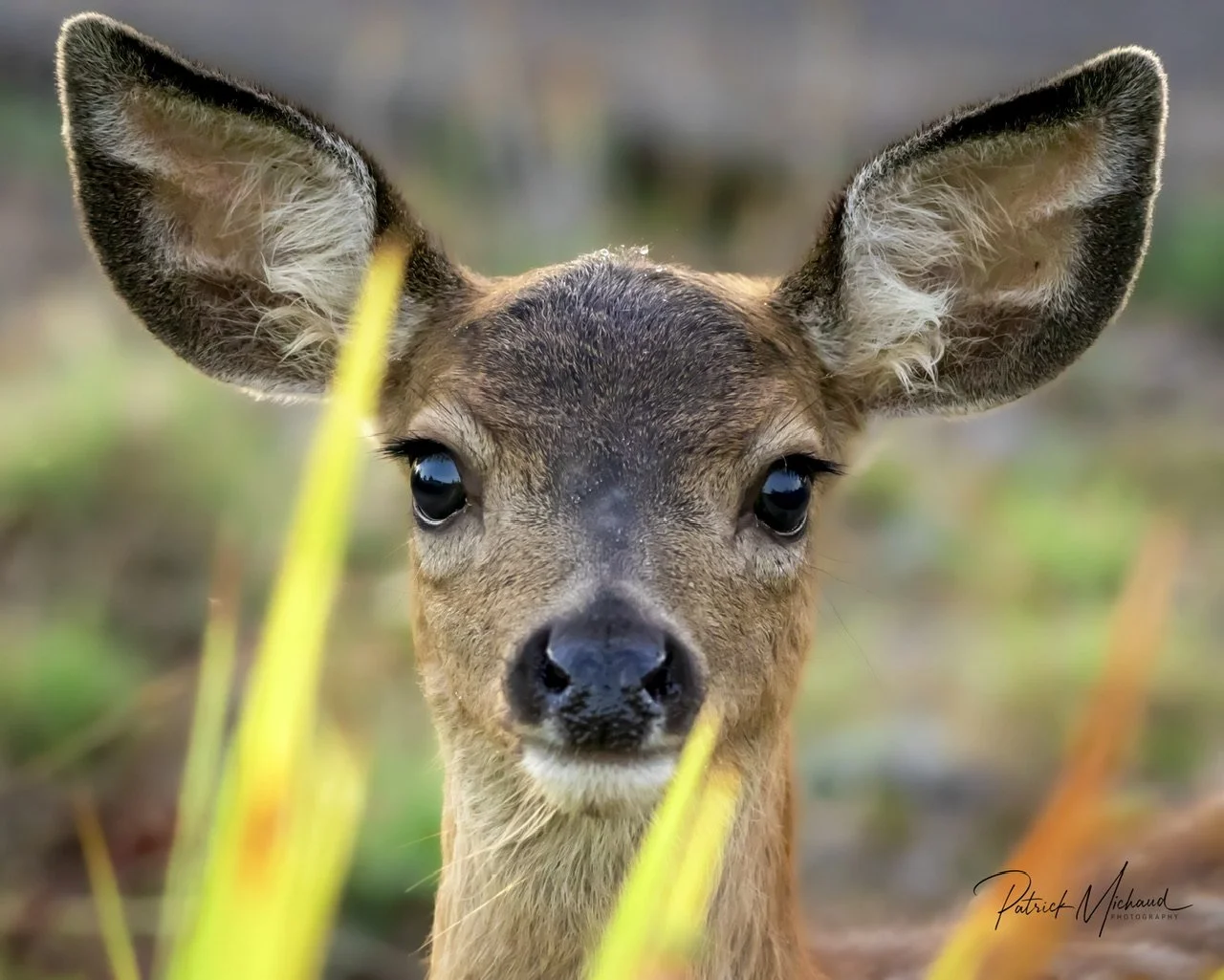 A young deer watching me watch him
