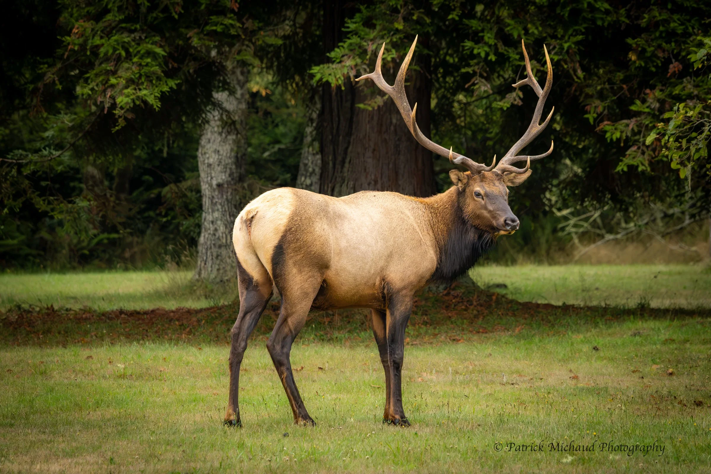 Big Bull Elk