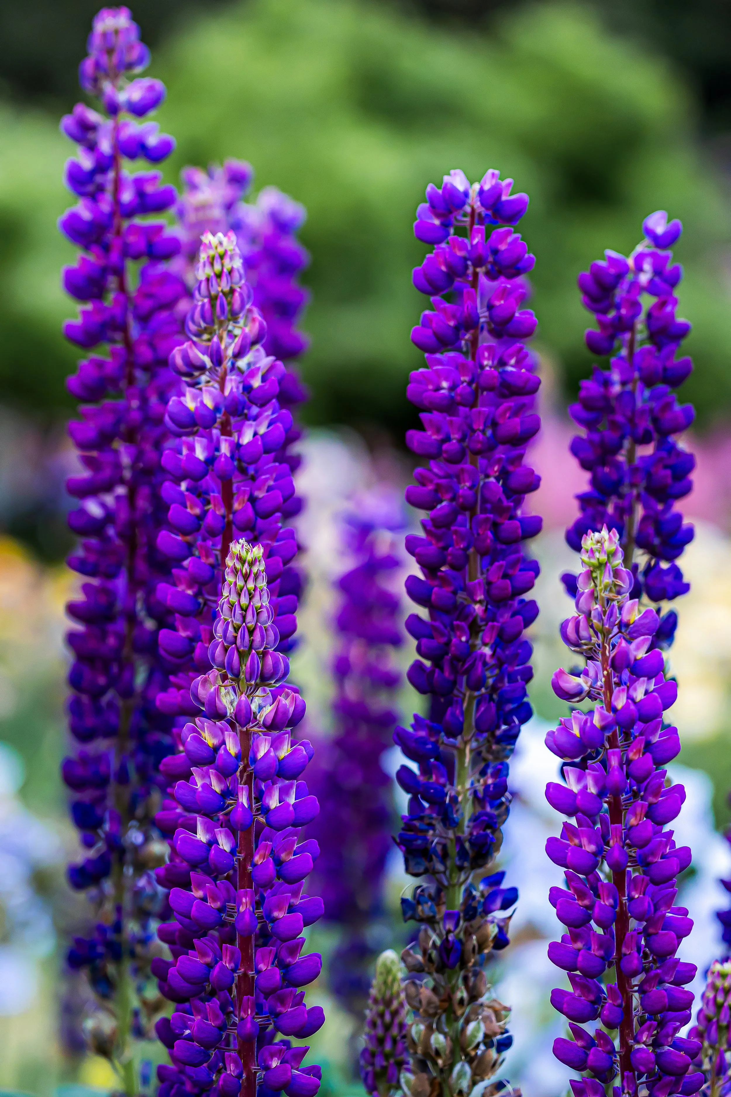 Lavender Lupine