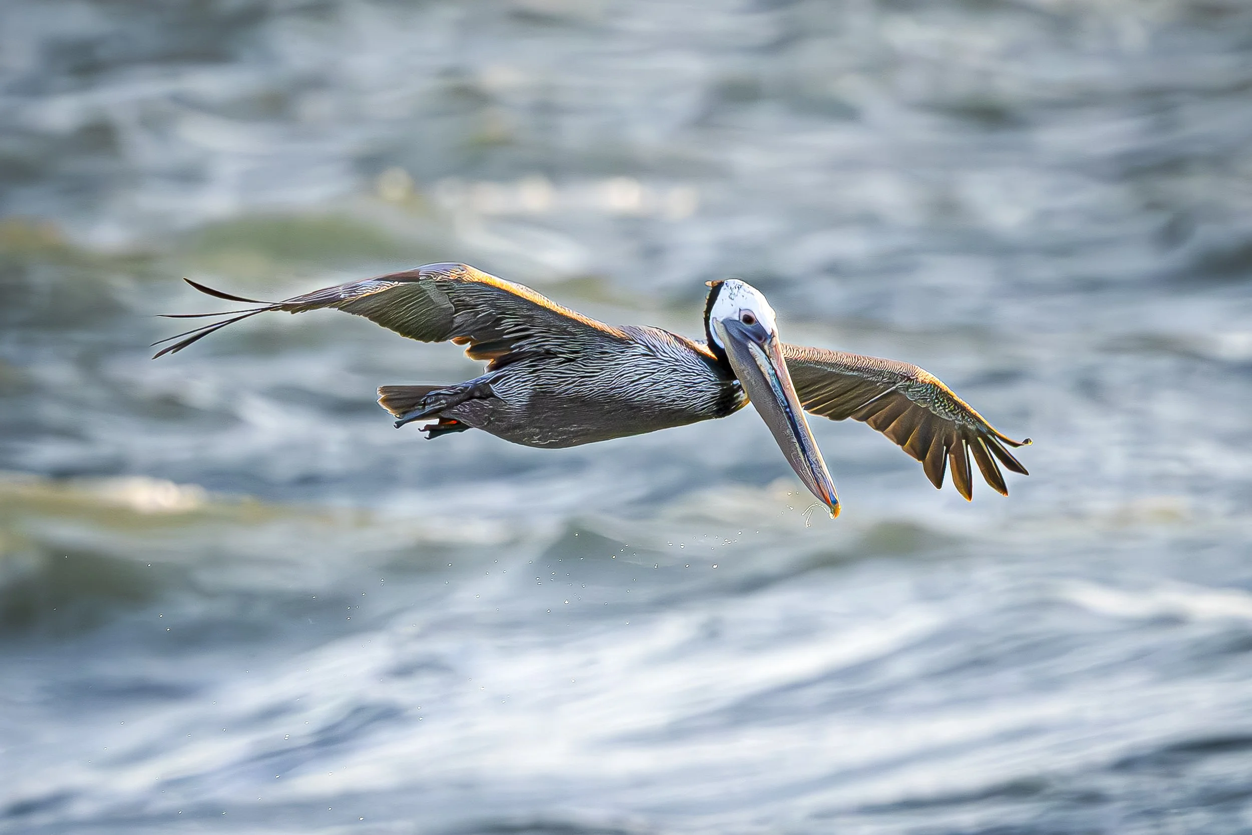 Brown Pelican in Flight.jpg