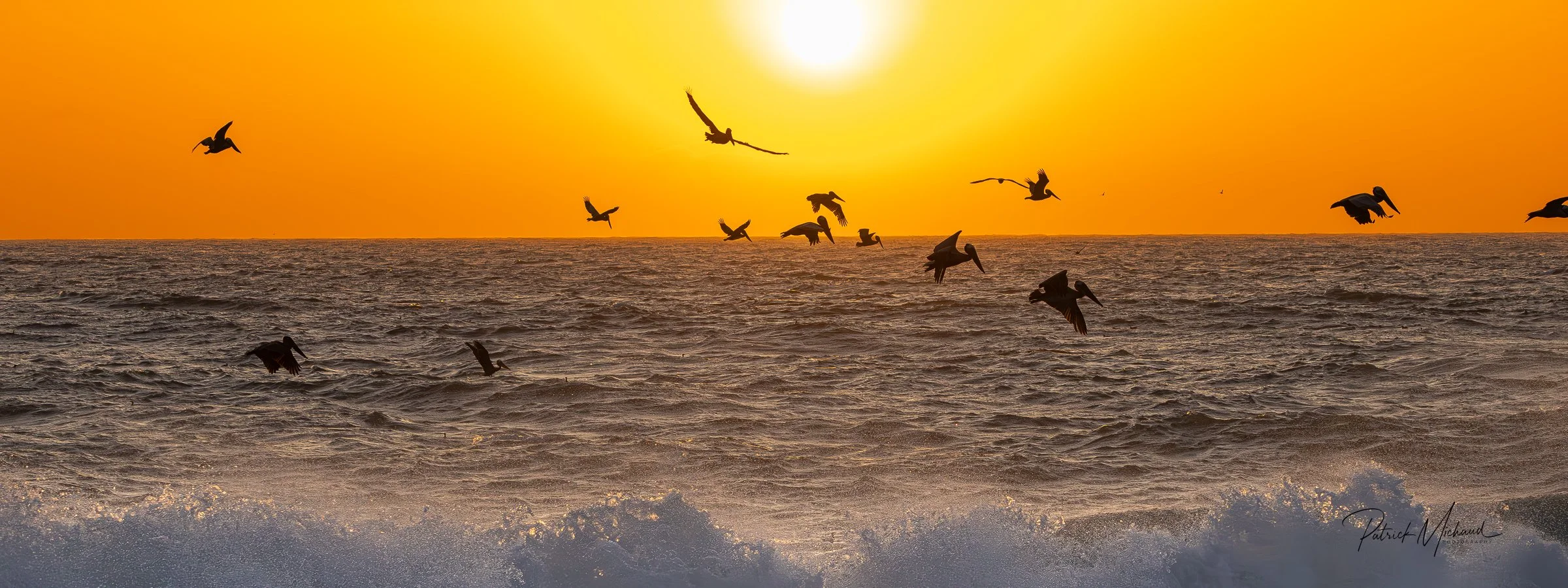 Brown Pelican Sunset at Agate Beach