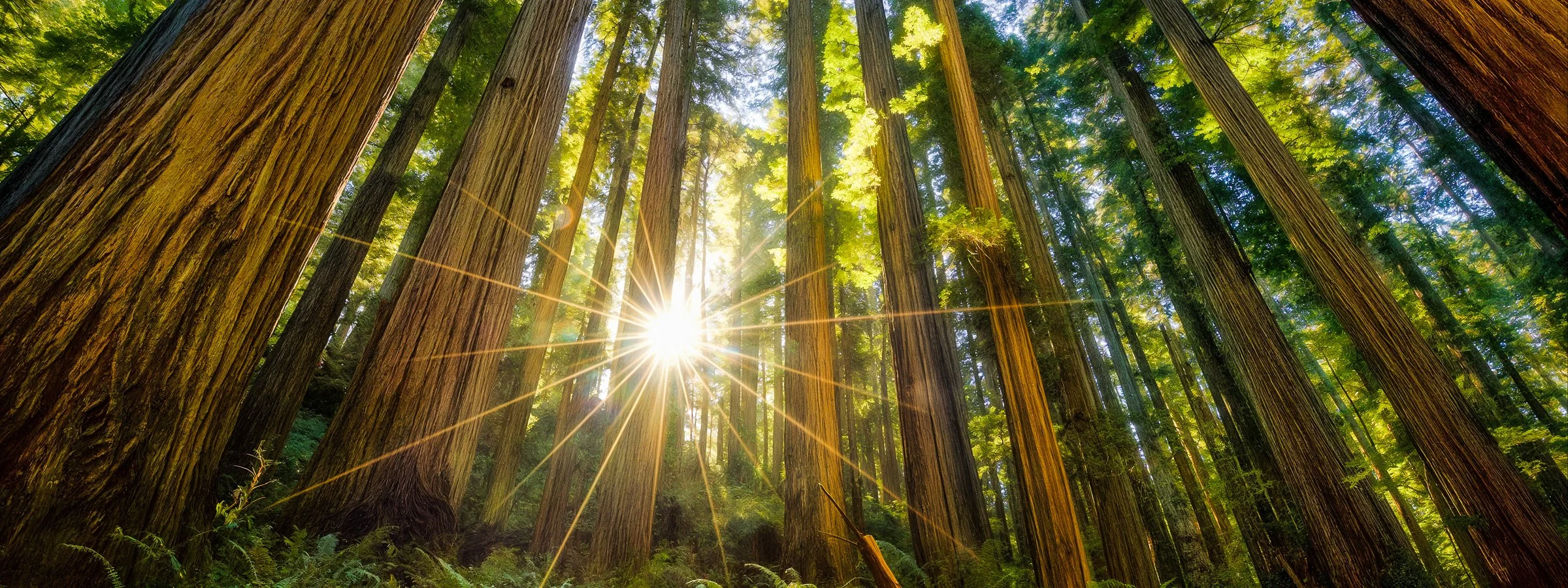Jedediah Smith Redwood Free Facebook Cover