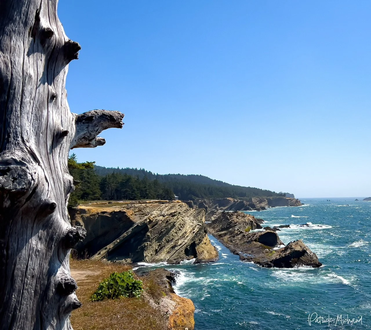 The view from the turtle tree at Shore Acres State Park