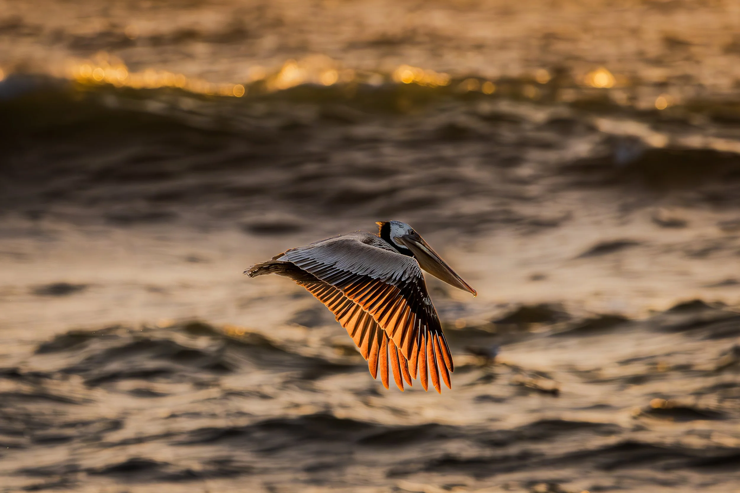 Brown Pelican Sunset