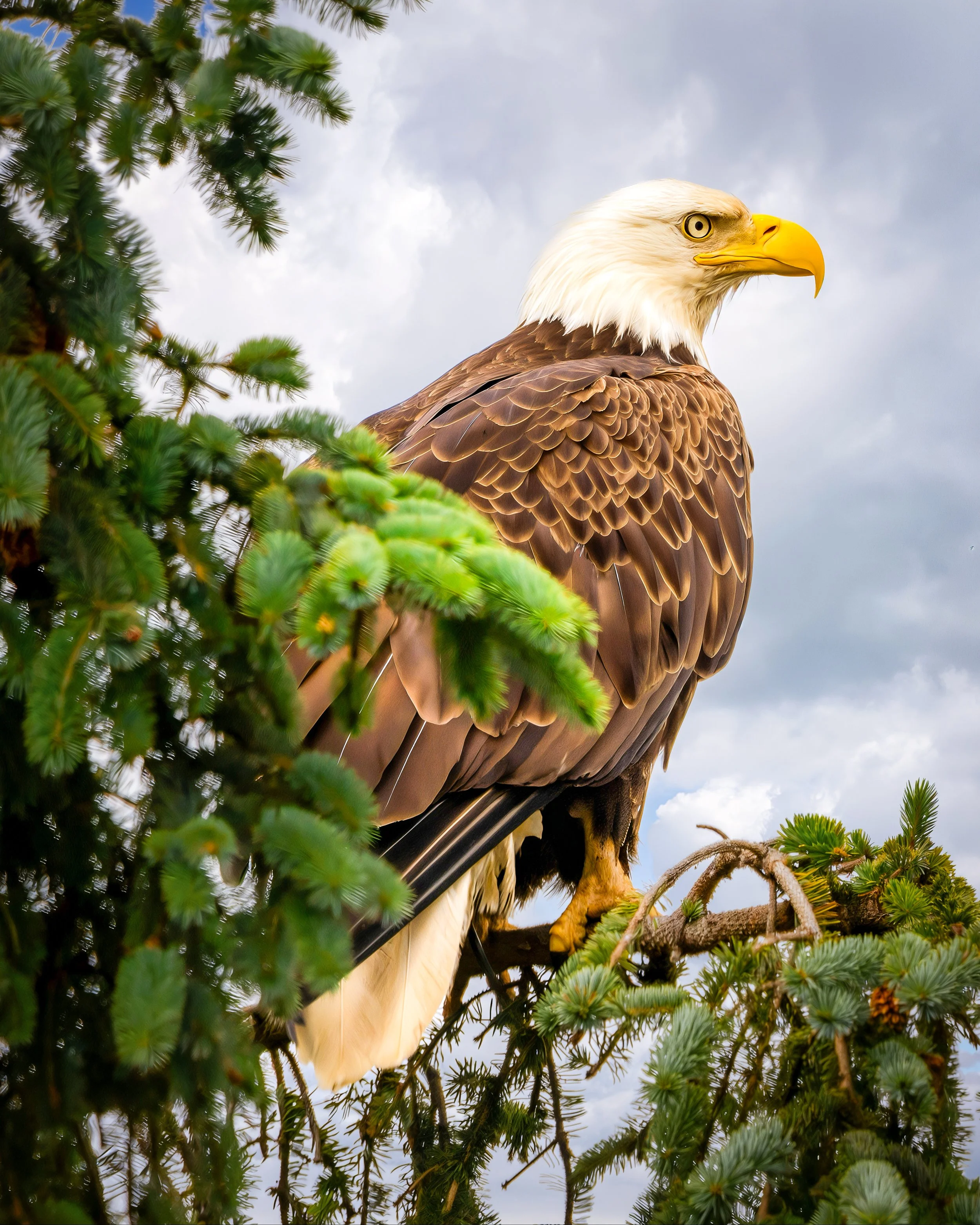 Majestic Bald Eagle