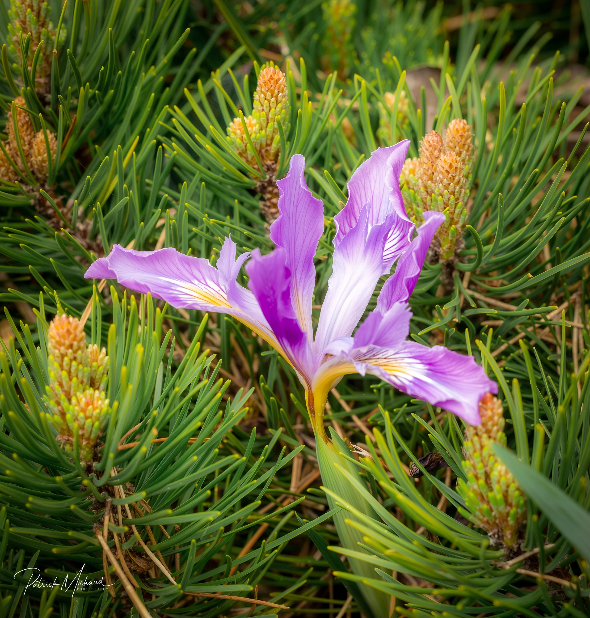 Iris Shore Pine.jpg