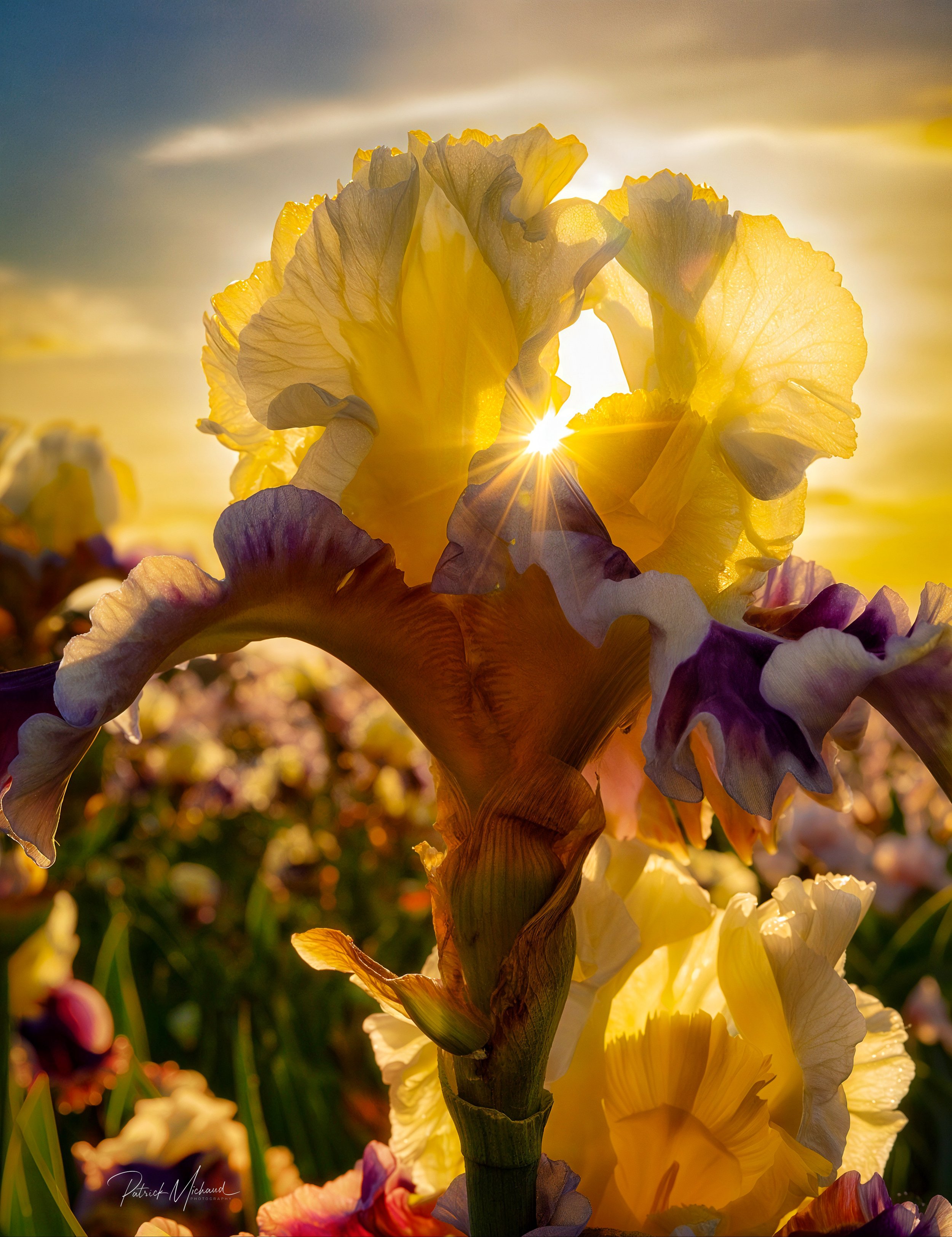 Sunburst Iris.jpg